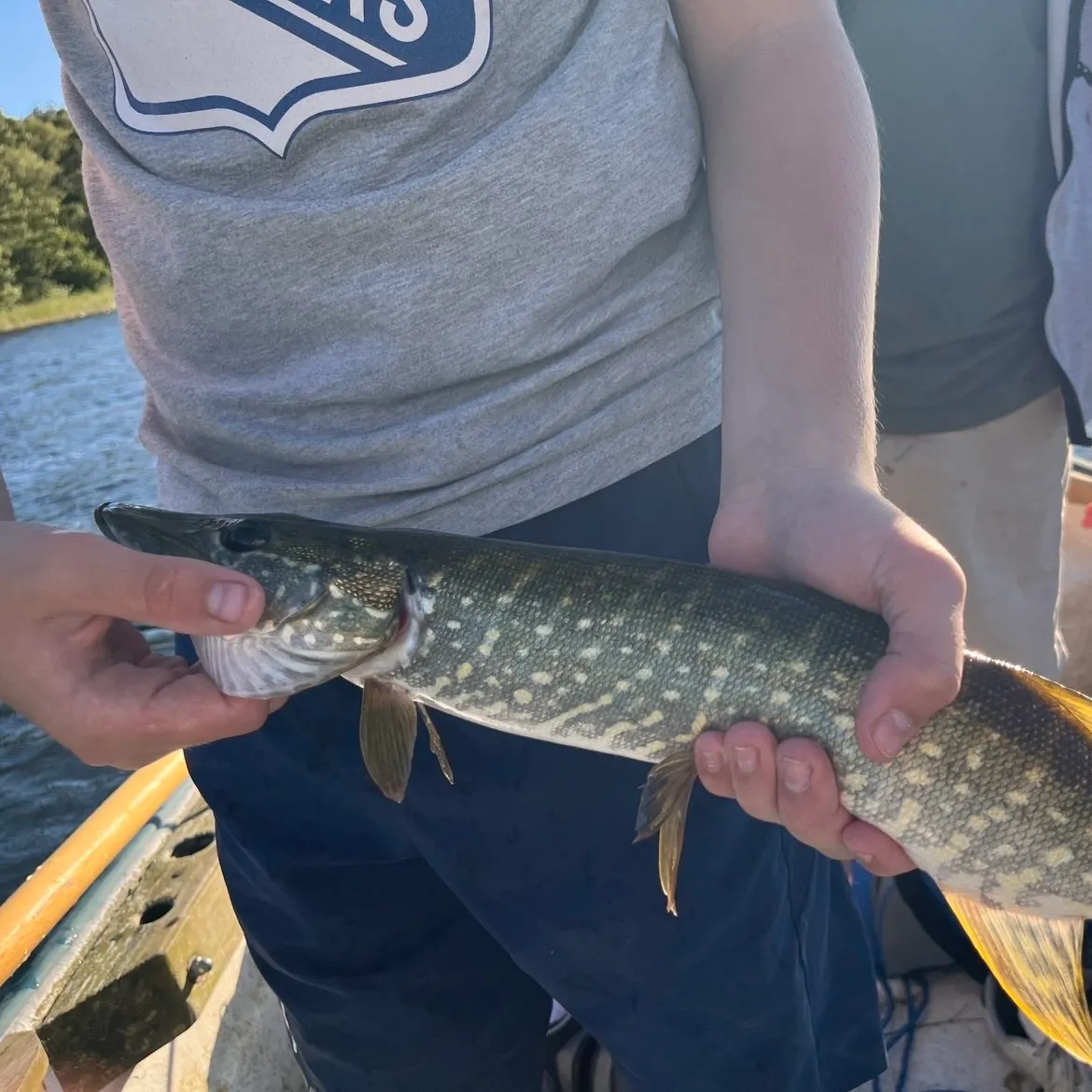 Northern pike caught on Fishbrain