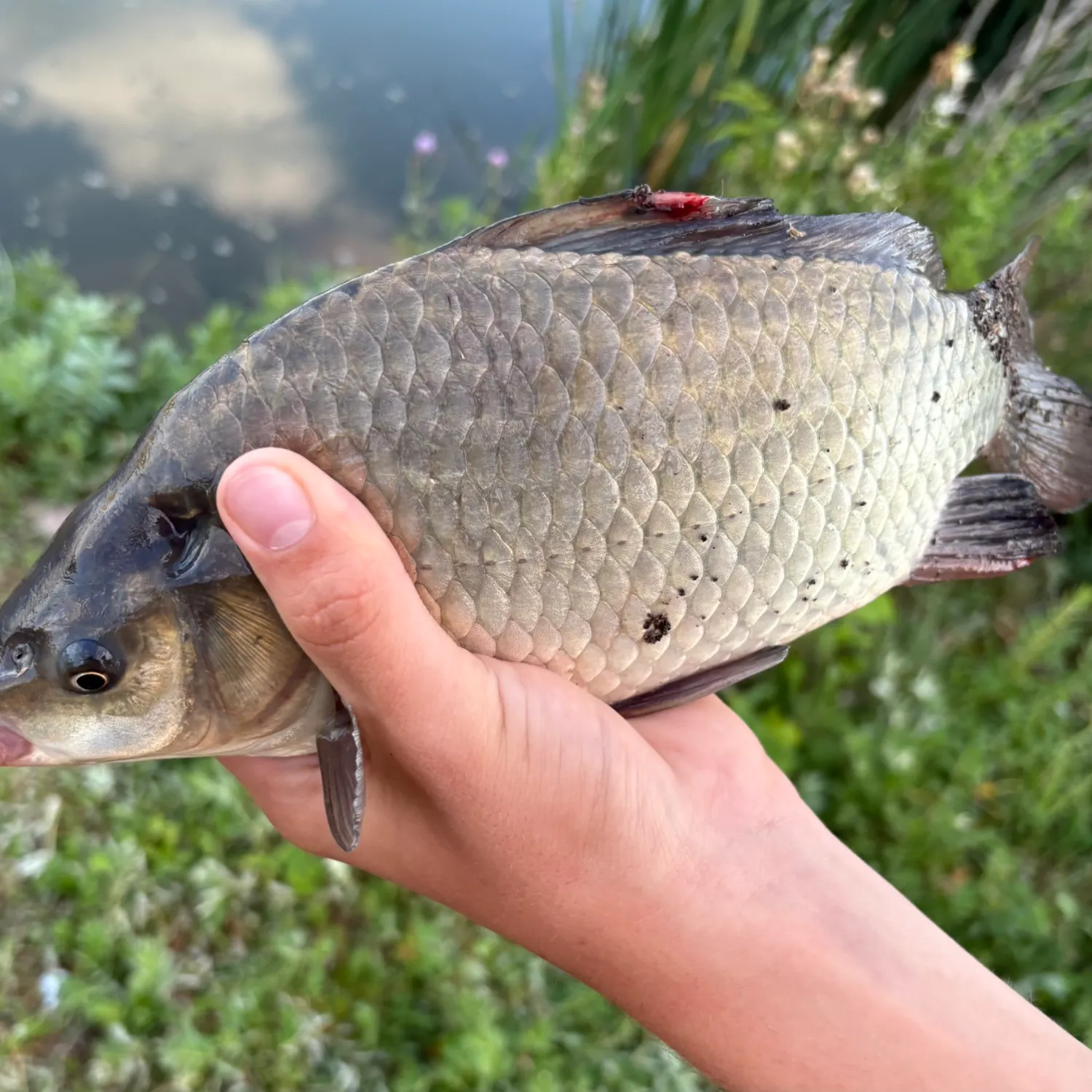 The most recent Prussian carp catches on Fishbrain