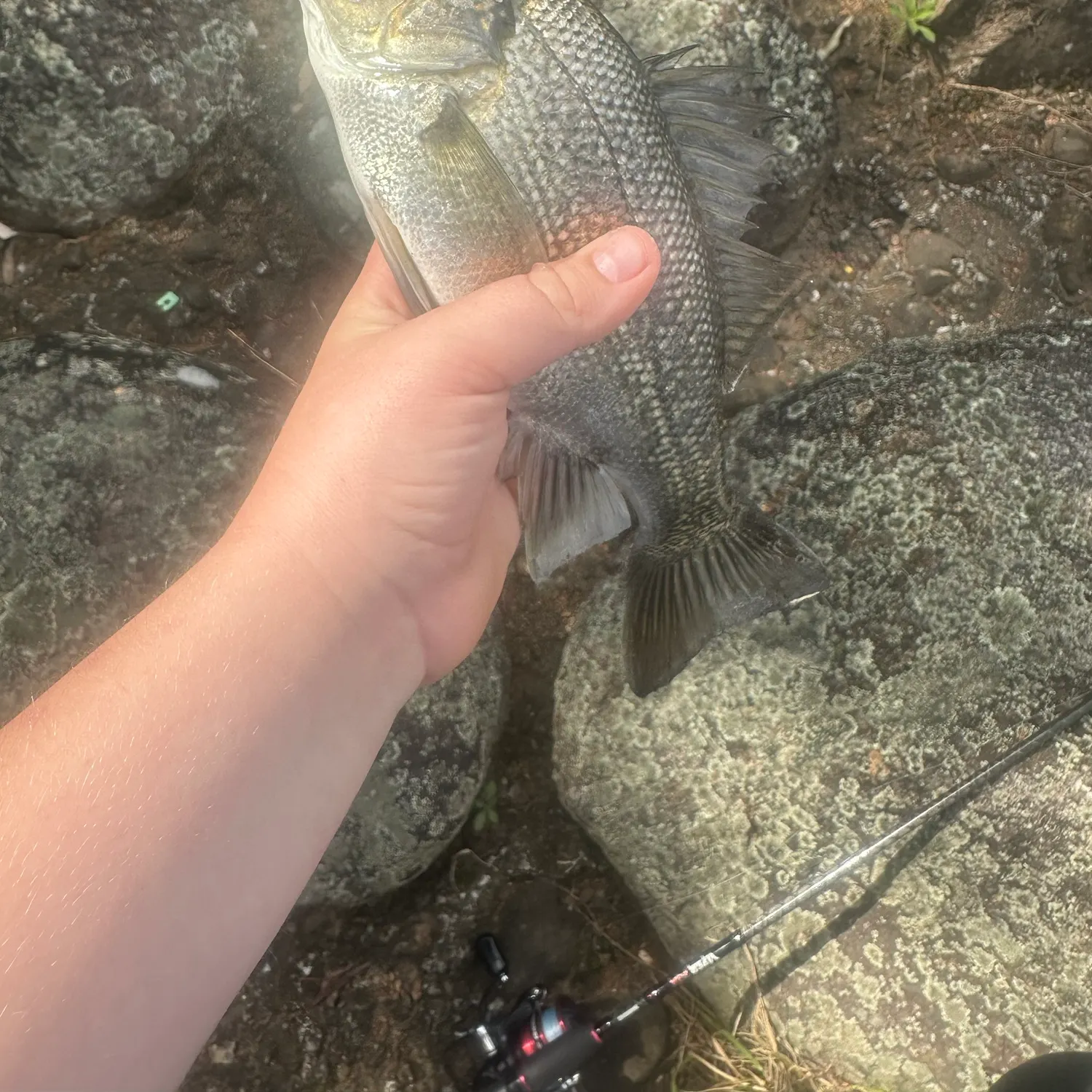 Australian bass caught on Fishbrain