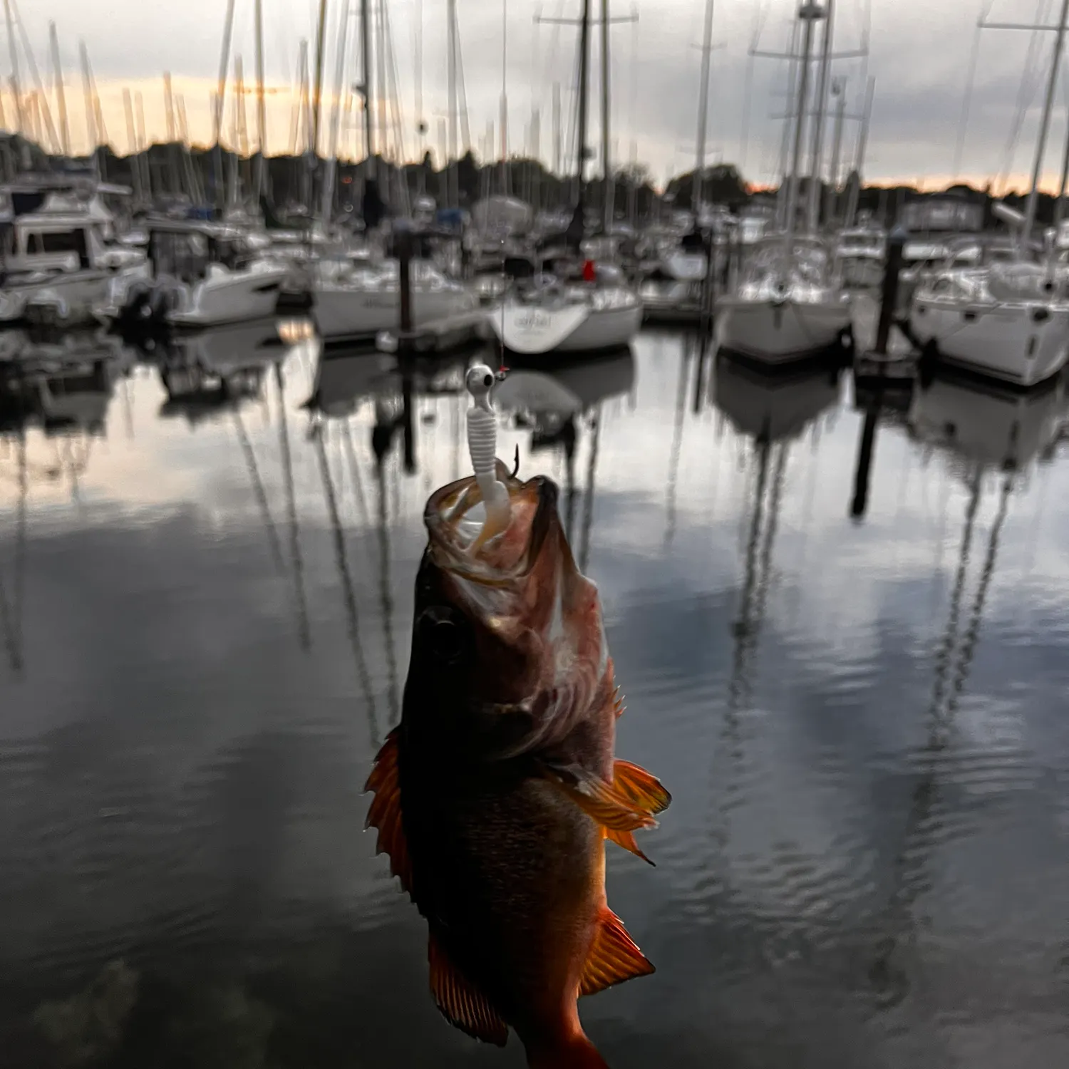 Vermilion rockfish caught on Fishbrain