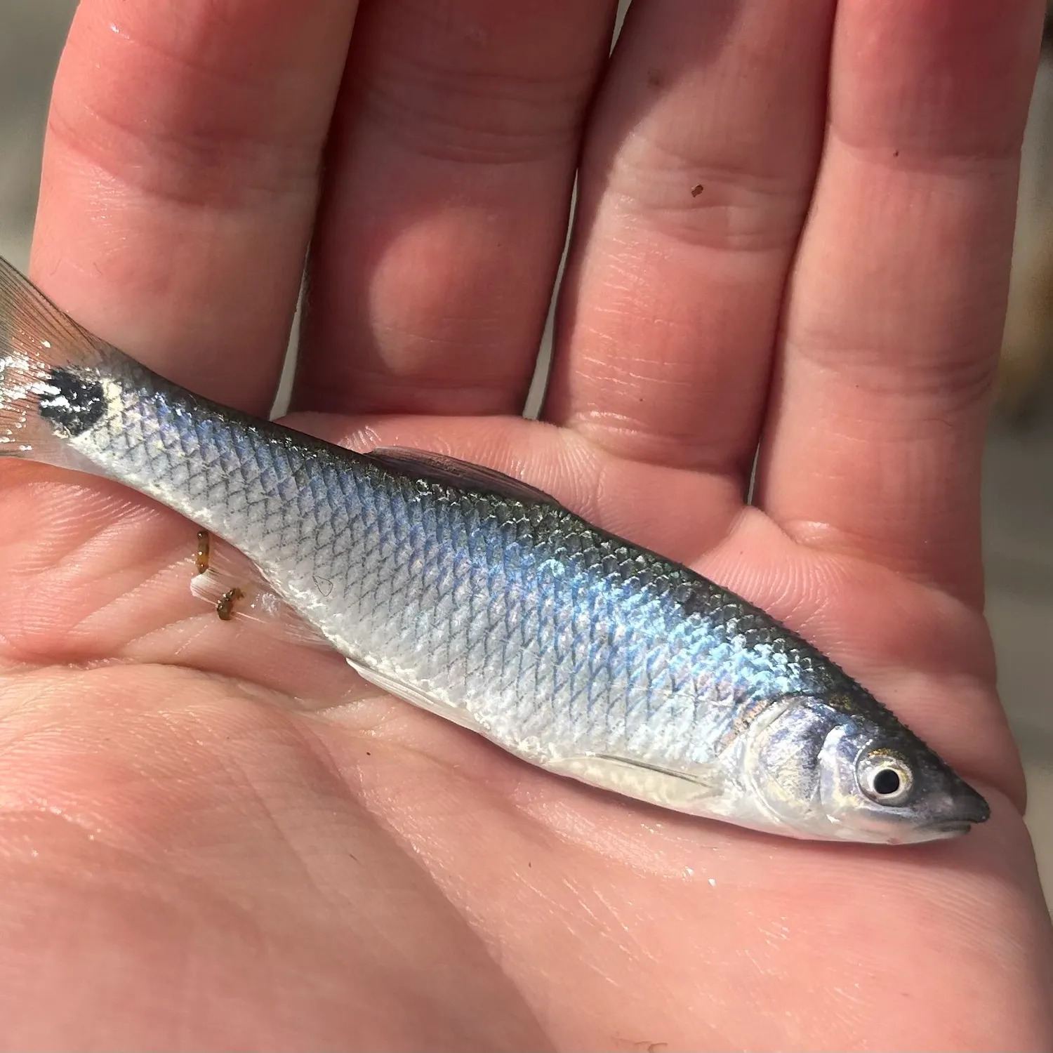 The most recent Western blacktail shiner catches on Fishbrain