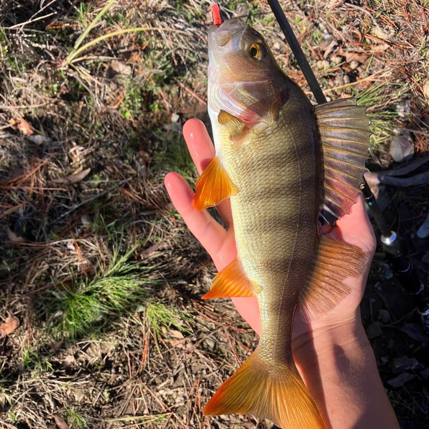 European perch caught on Fishbrain