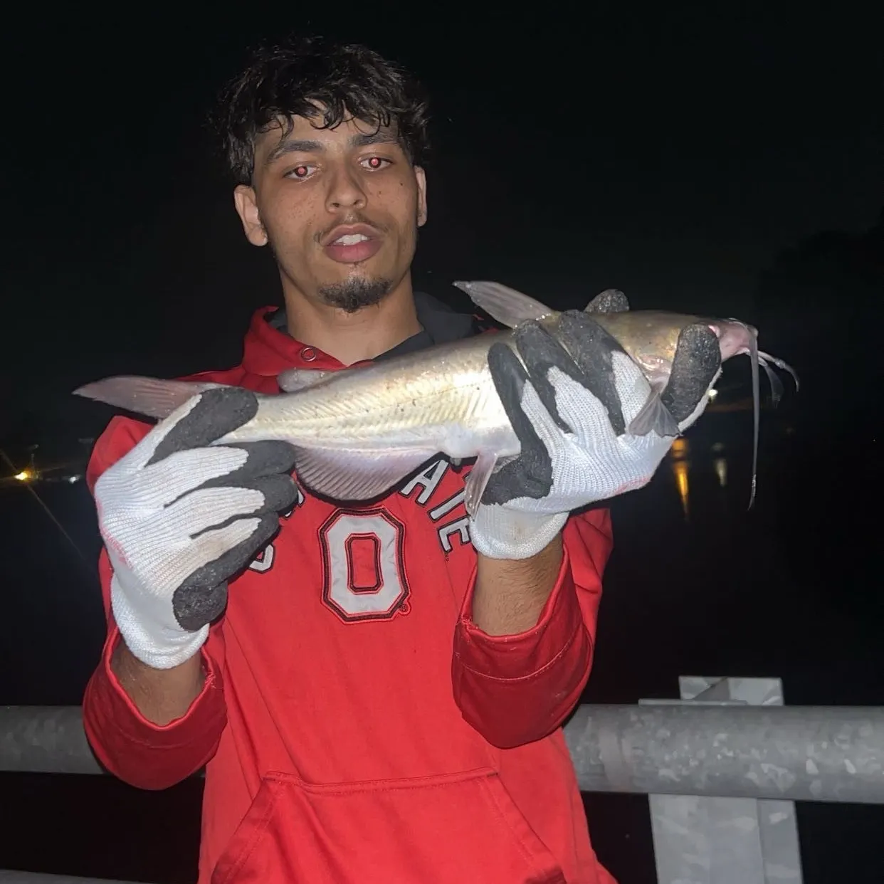 Channel catfish caught on Fishbrain