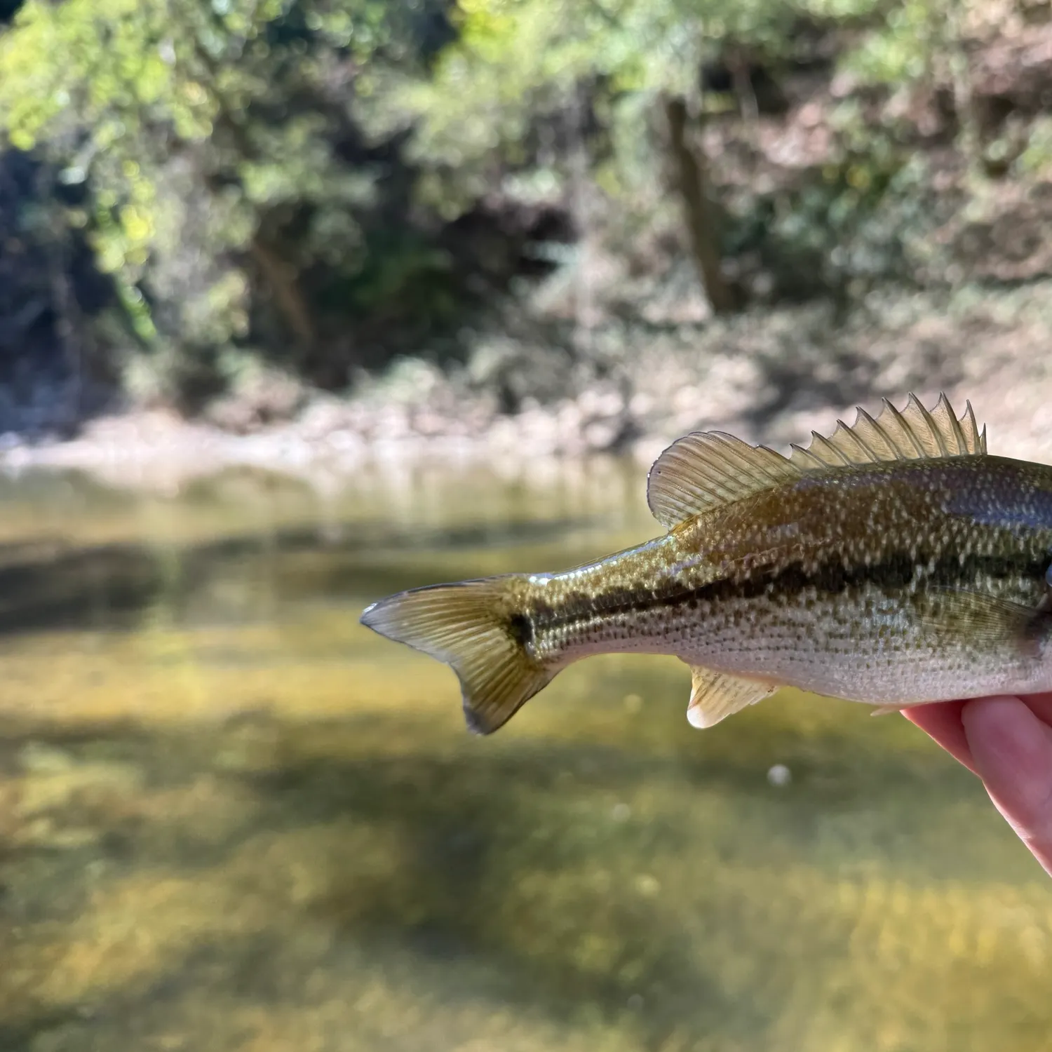 Spotted bass caught on Fishbrain