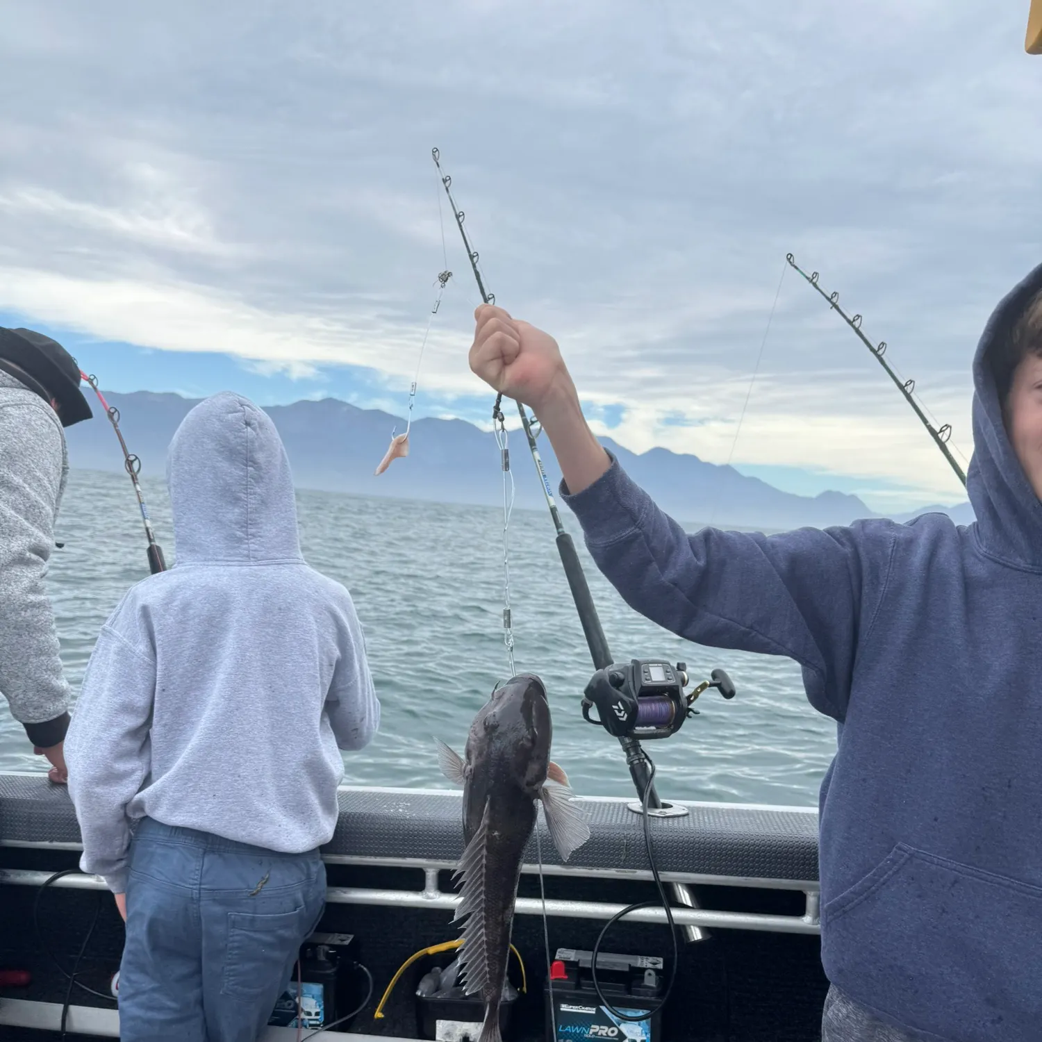 The most recent Blue cod catches on Fishbrain