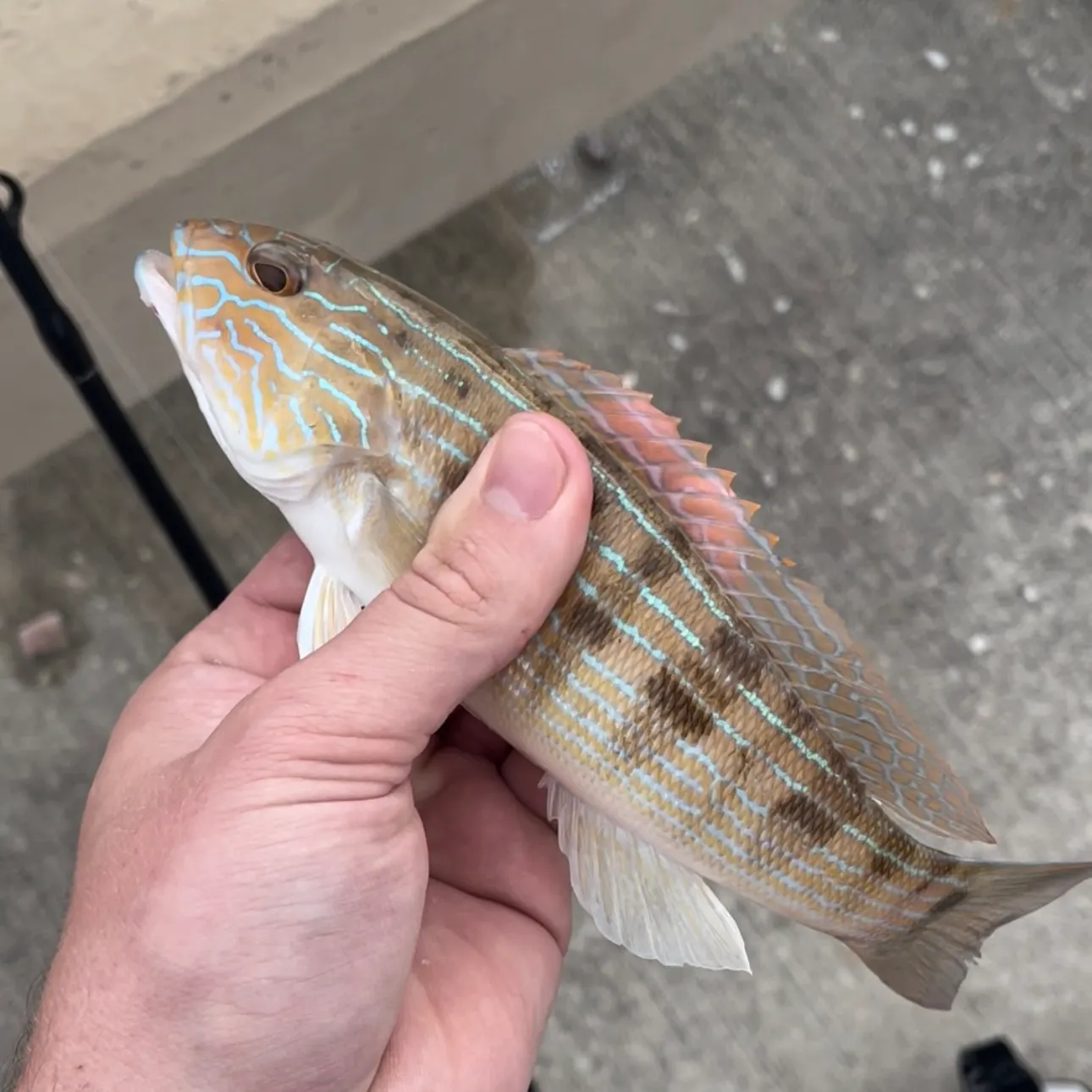 The most recent Sand perch catches on Fishbrain