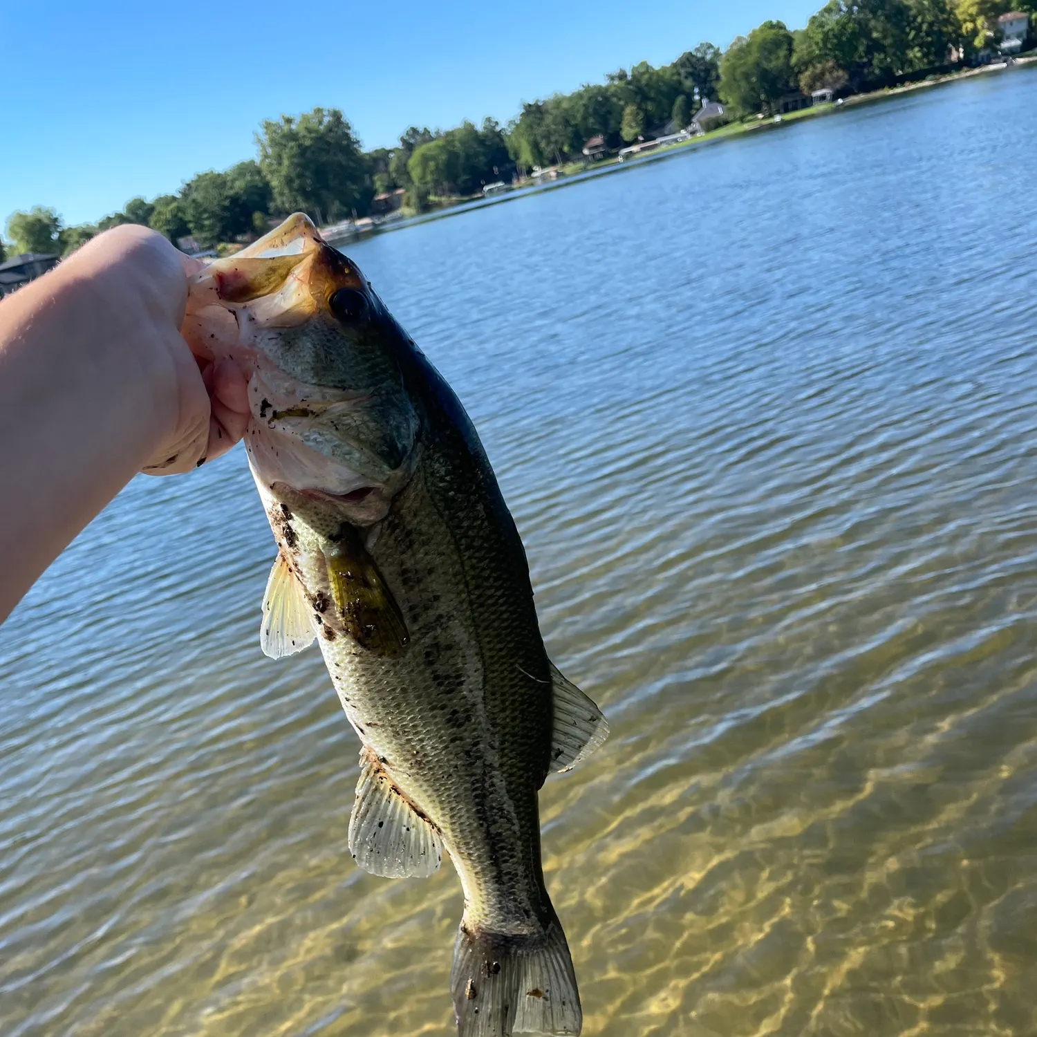Largemouth bass caught on Fishbrain