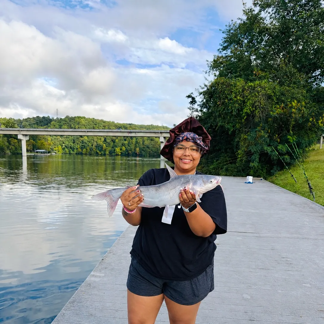 Blue catfish caught on Fishbrain