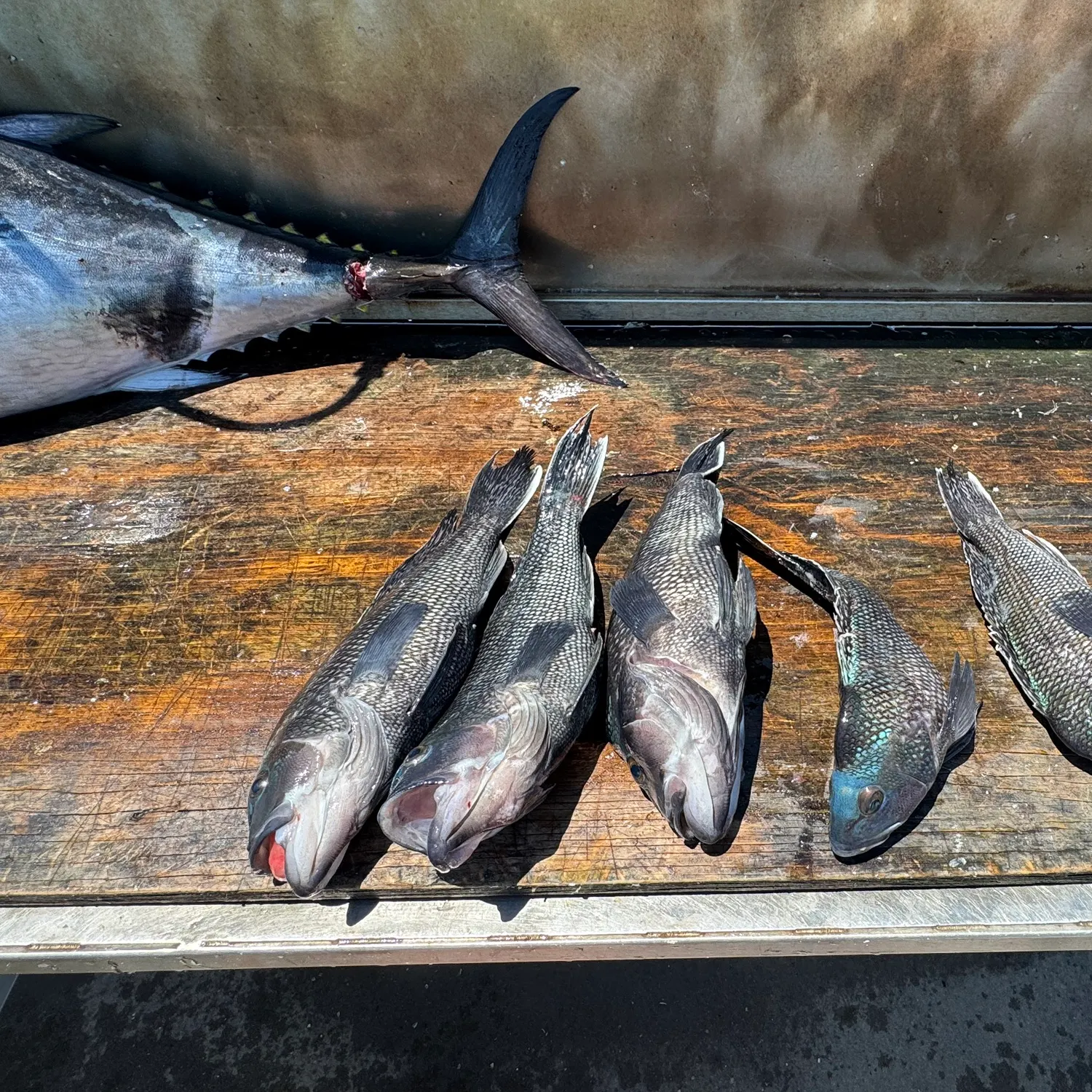 recently logged catches