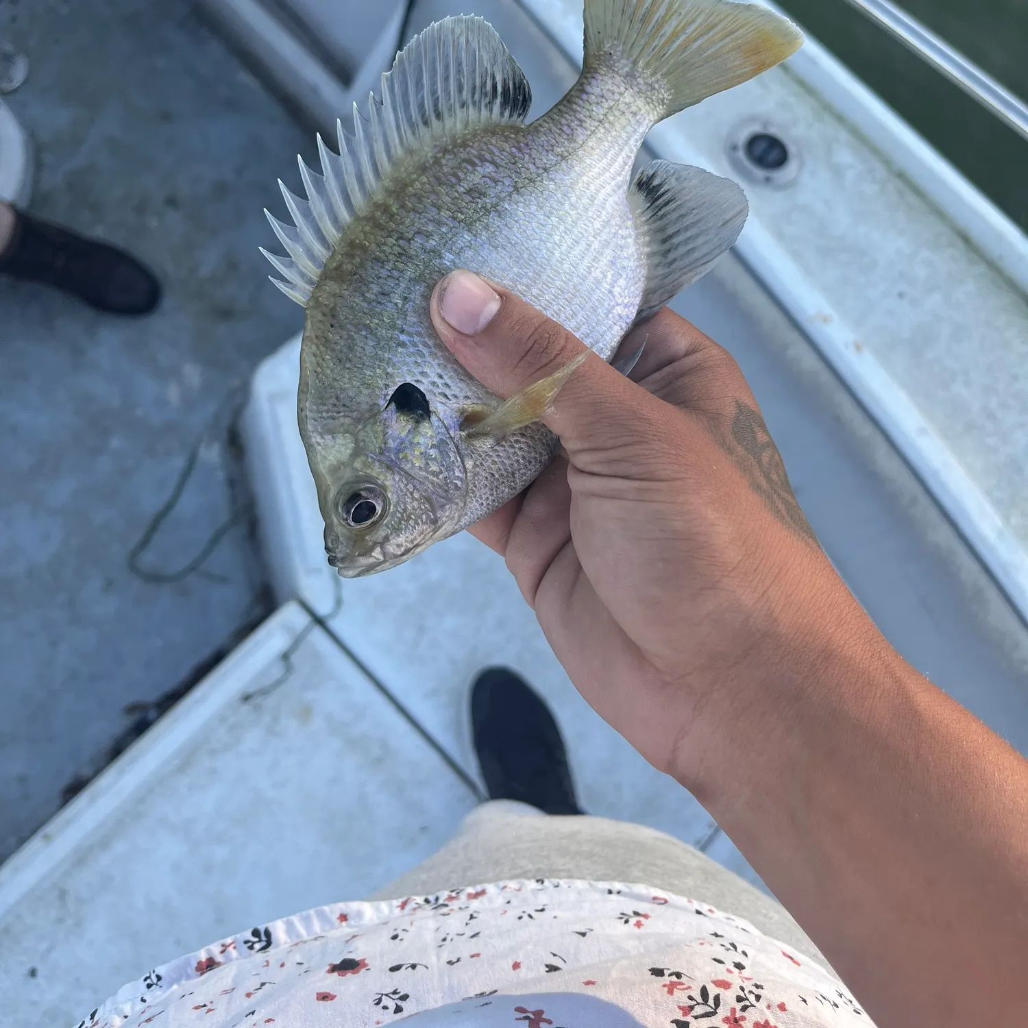 Spotted sunfish caught on Fishbrain