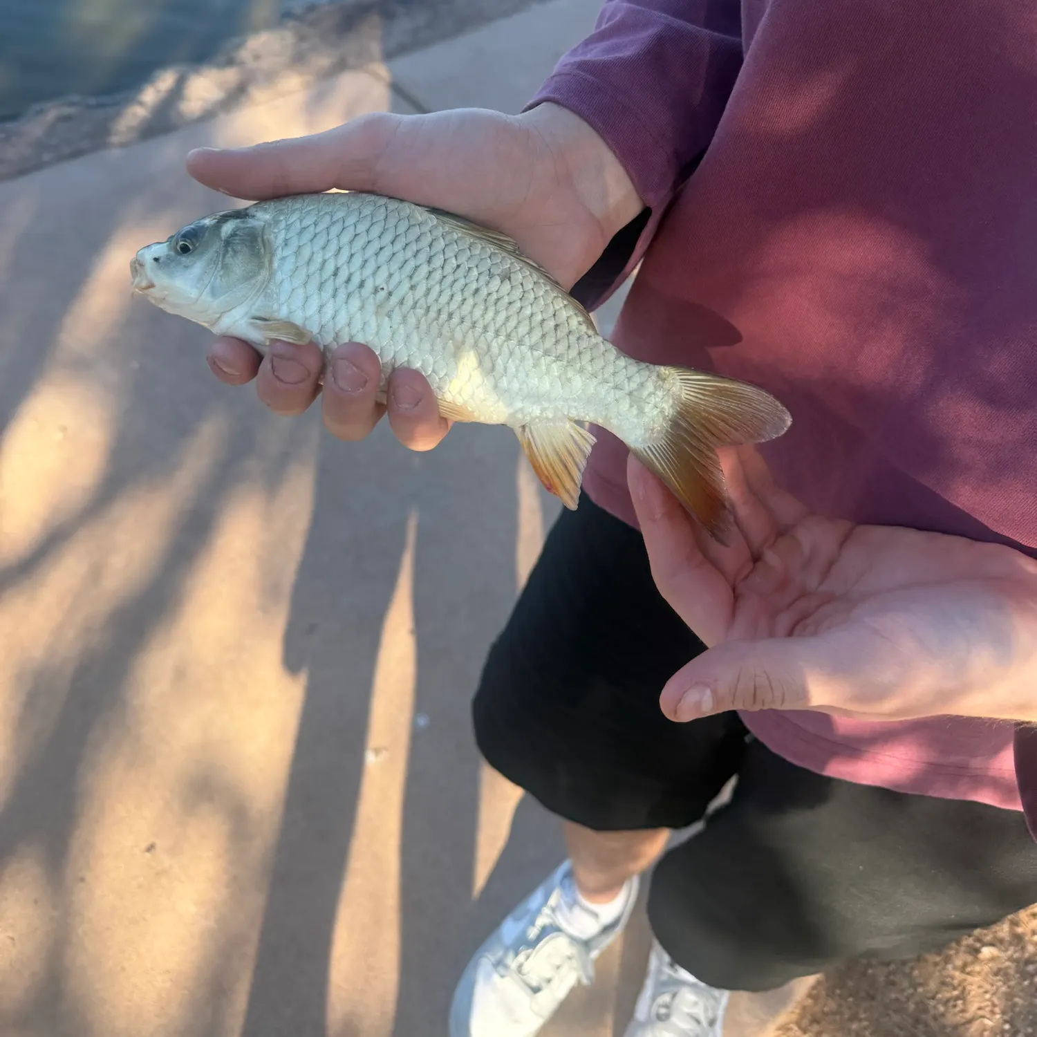 Common carp caught on Fishbrain