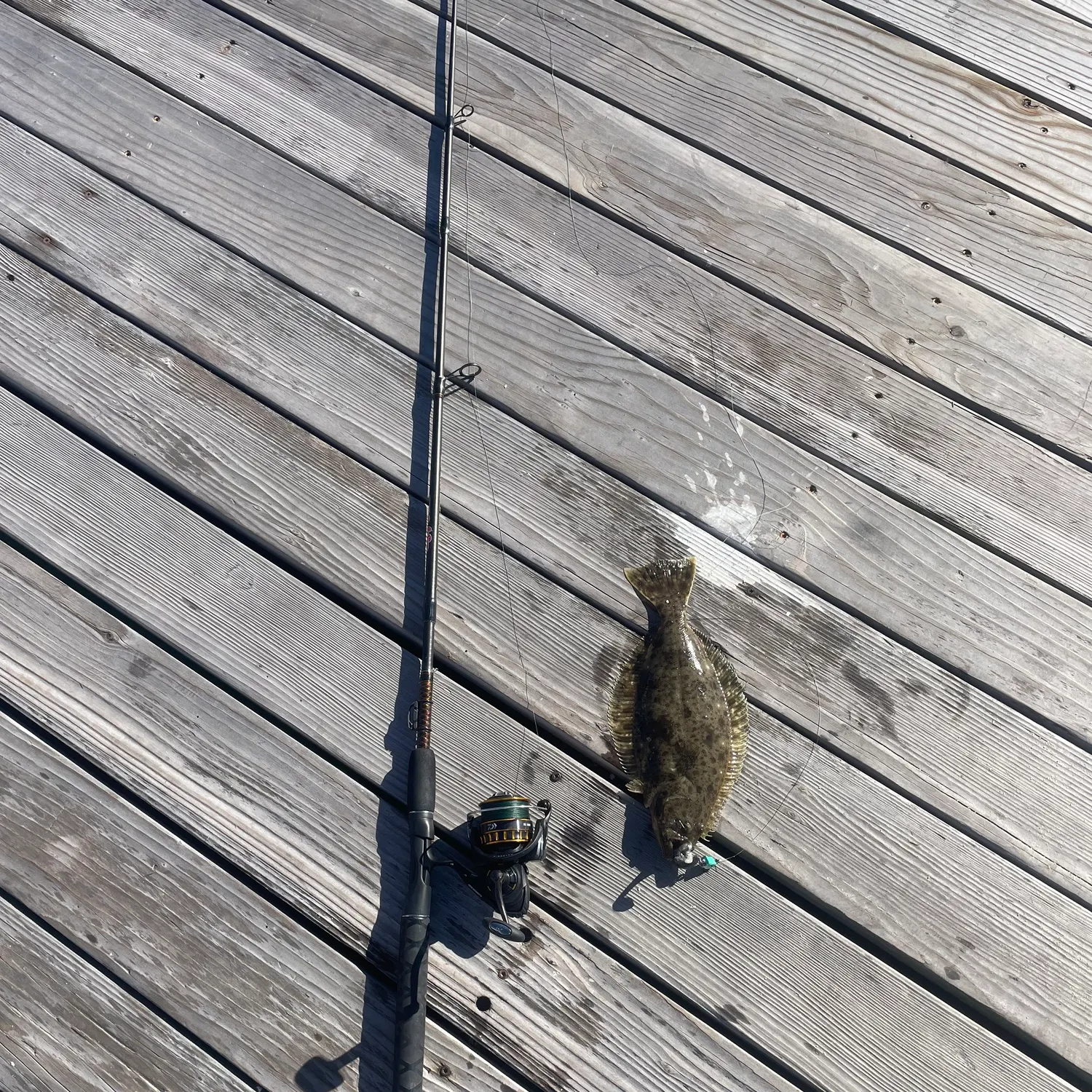 The most recent California halibut catches on Fishbrain