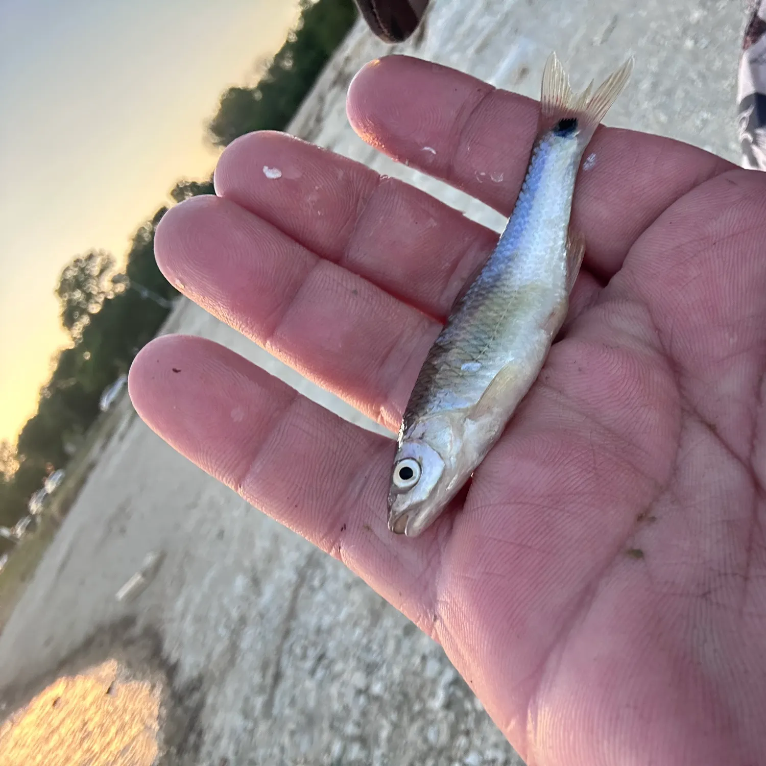 The most recent Western blacktail shiner catches on Fishbrain