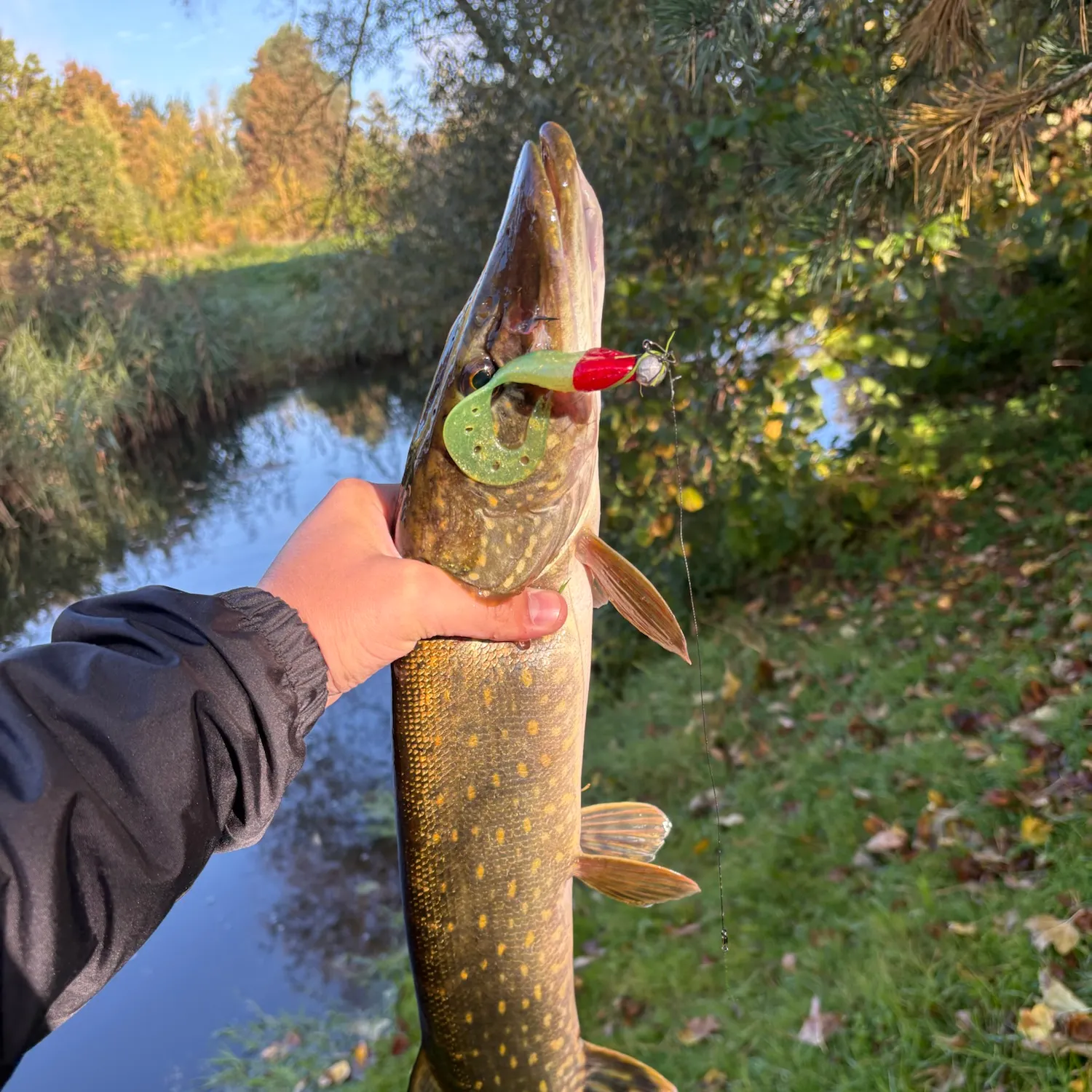 Northern pike caught on Fishbrain
