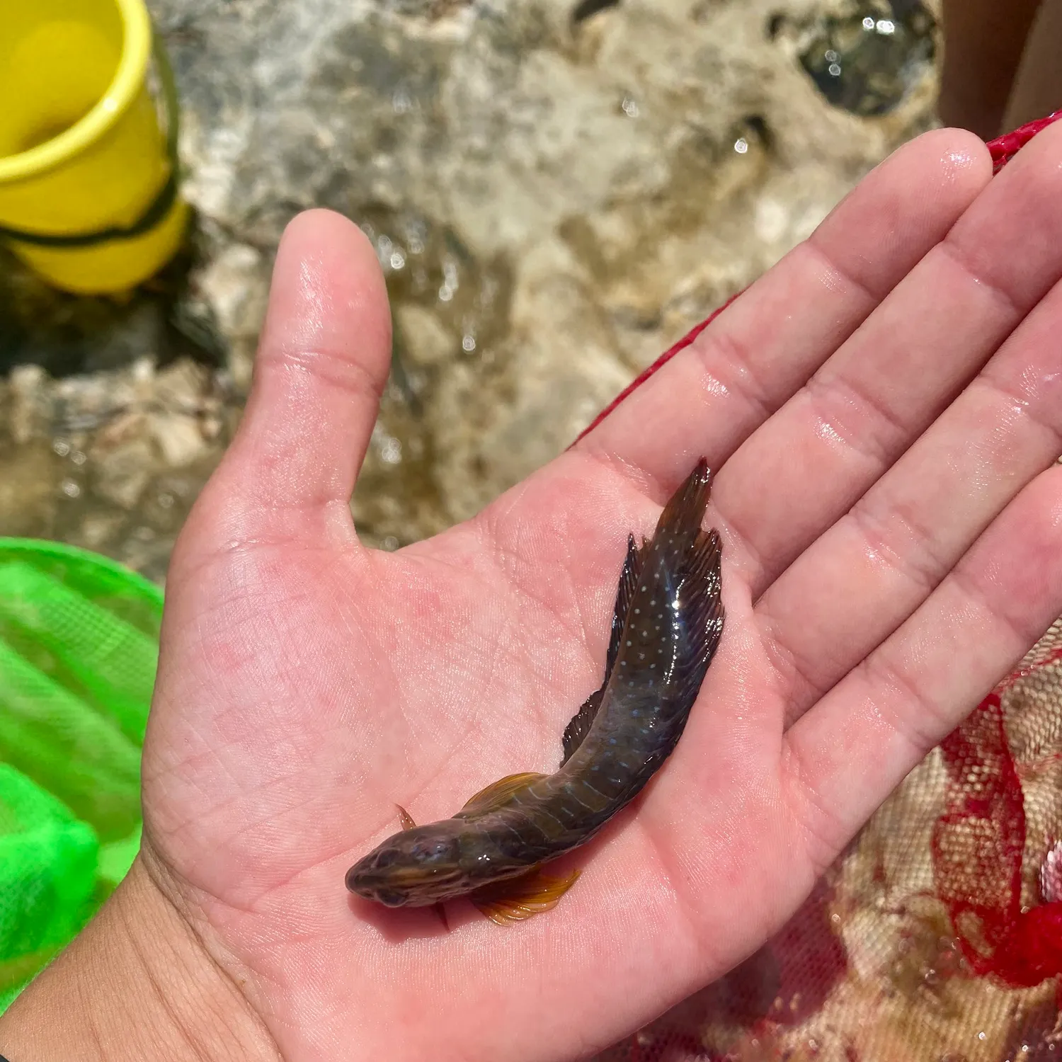 The most recent Rivulated parrotfish catches on Fishbrain