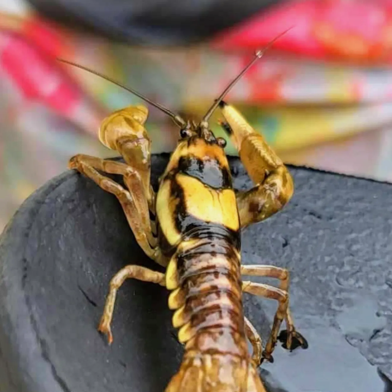 The most recent White River crayfish catches on Fishbrain