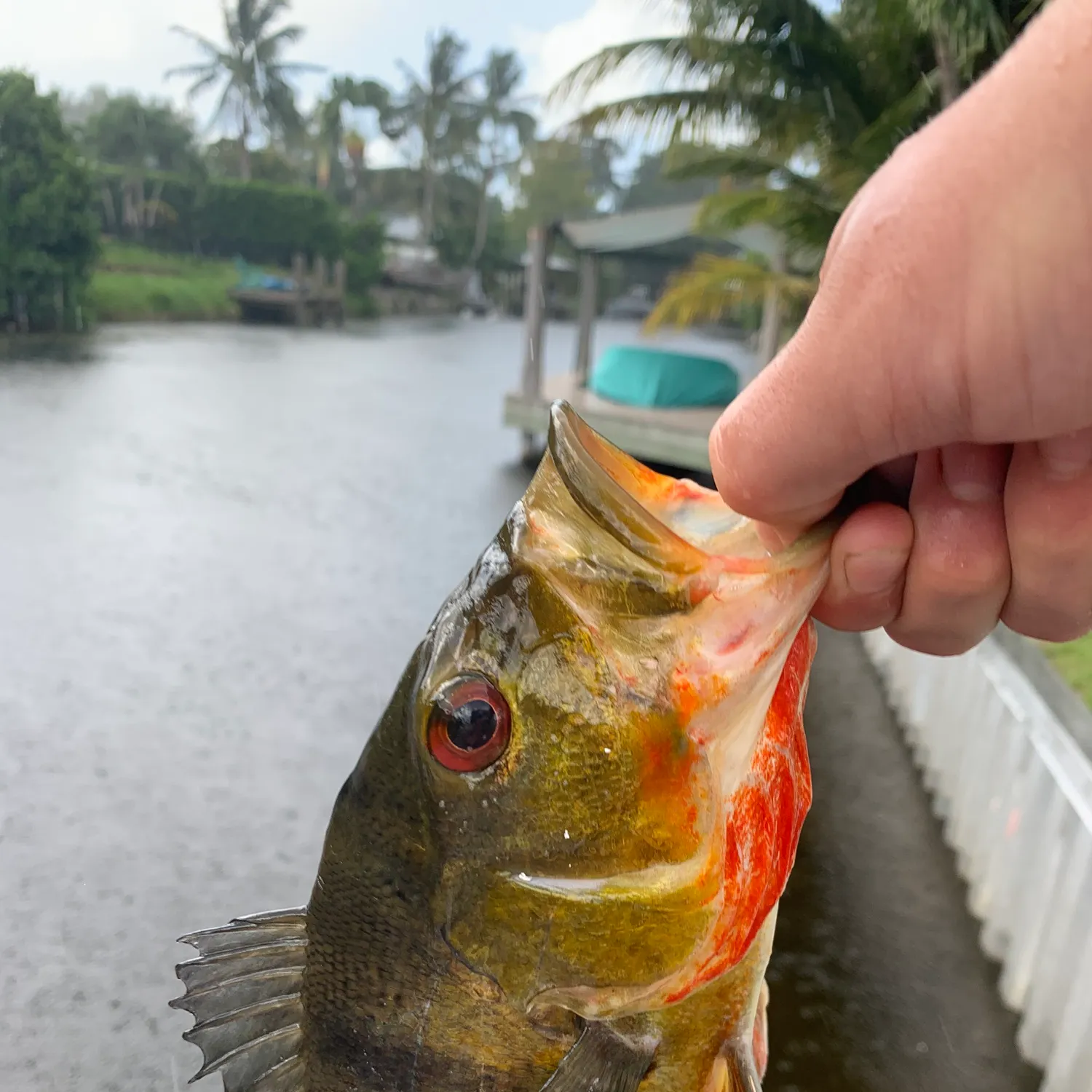 catch
