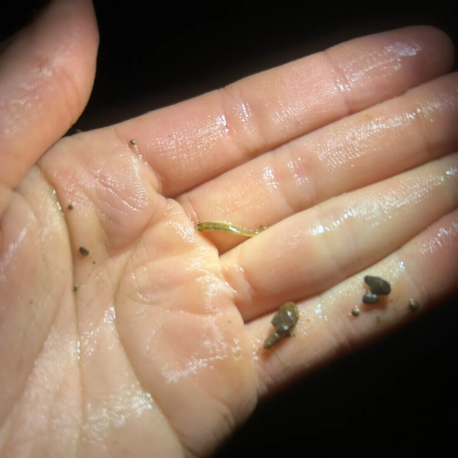 The most recent Eastern silvery minnow catches on Fishbrain