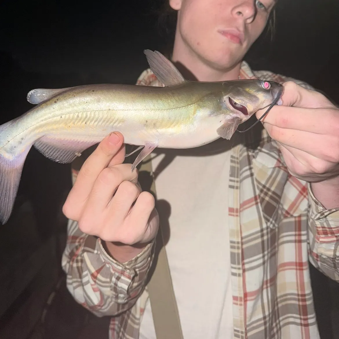 Channel catfish caught on Fishbrain