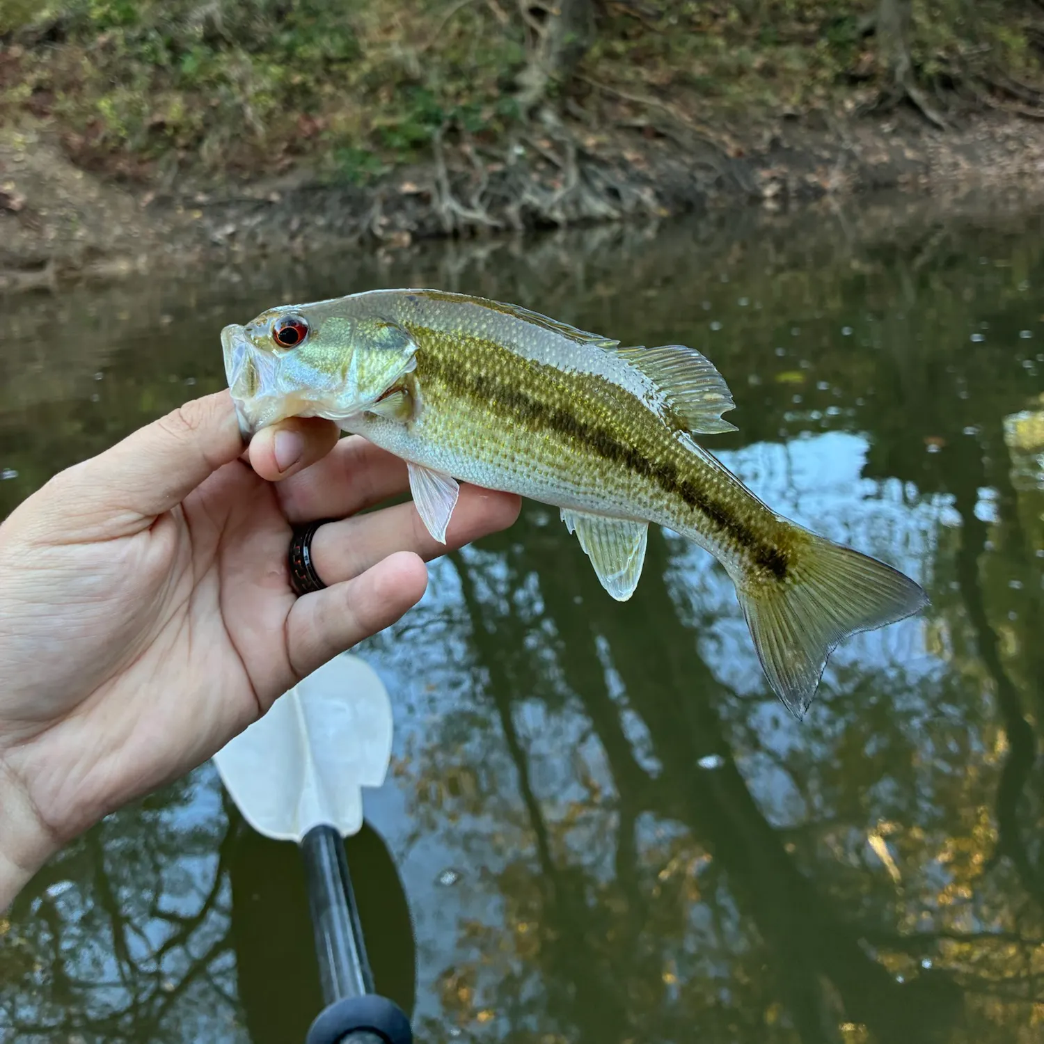 Spotted bass caught on Fishbrain