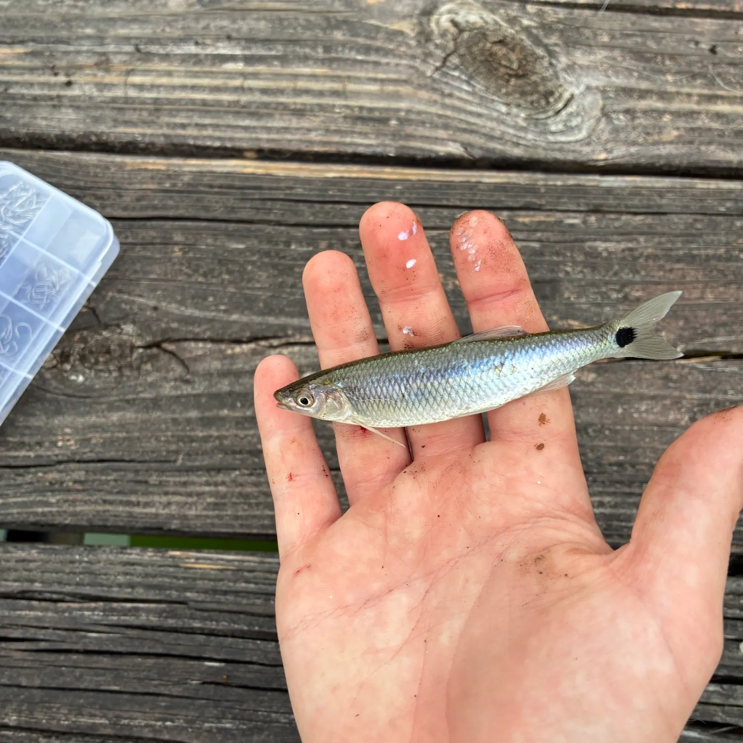 The most recent Apalachicola blacktail shiner catches on Fishbrain