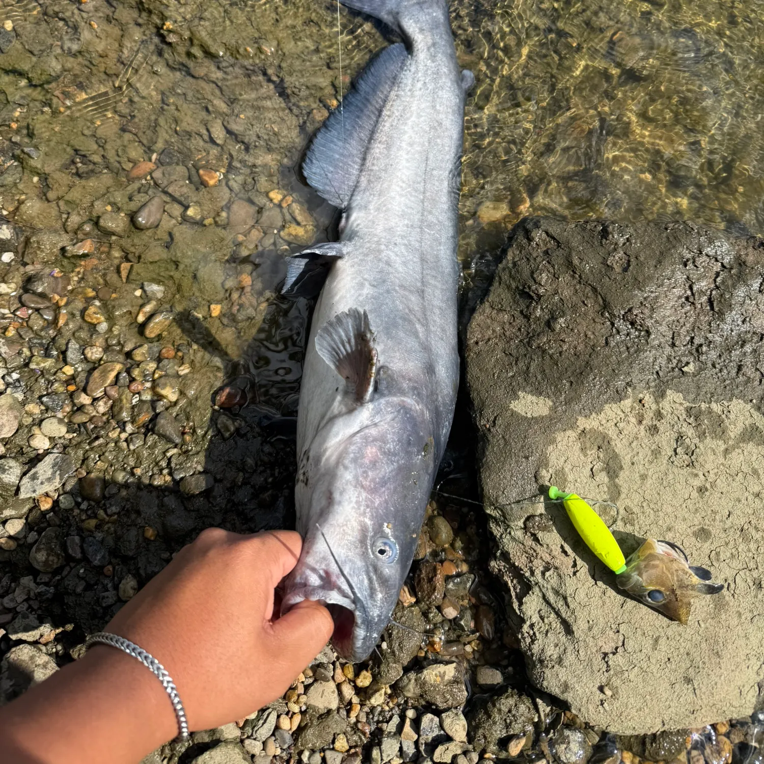 Blue catfish caught on Fishbrain