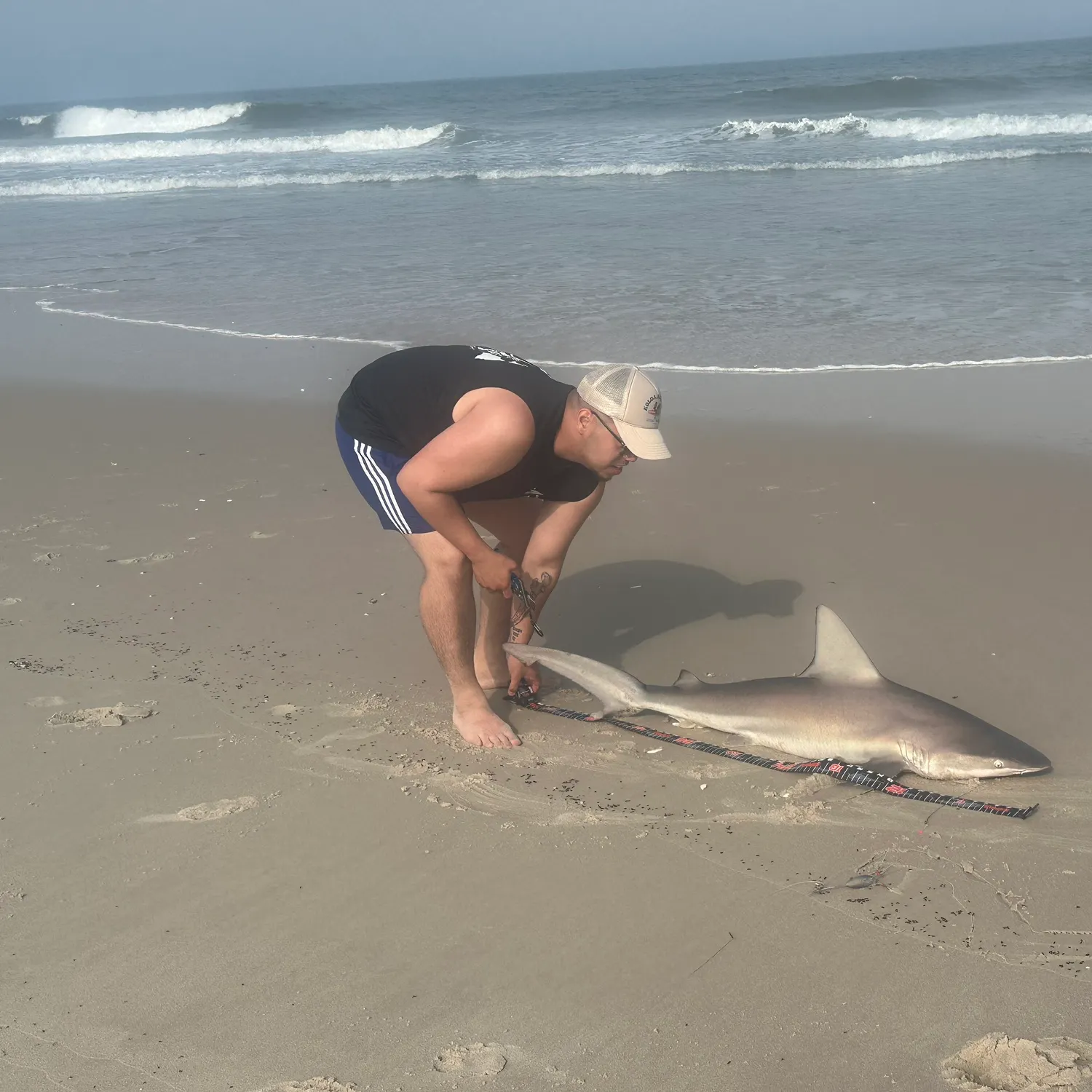 The most recent Sandbar shark catches on Fishbrain