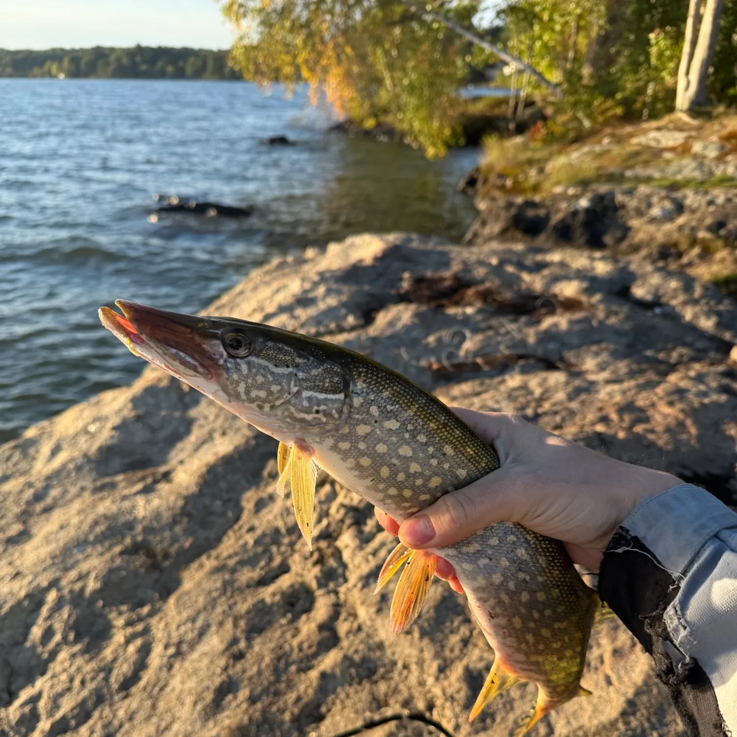 Northern pike caught on Fishbrain