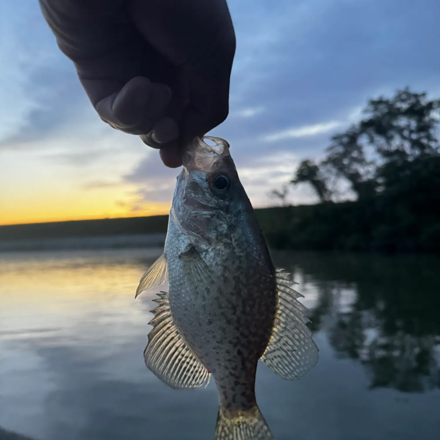 Black crappie caught on Fishbrain