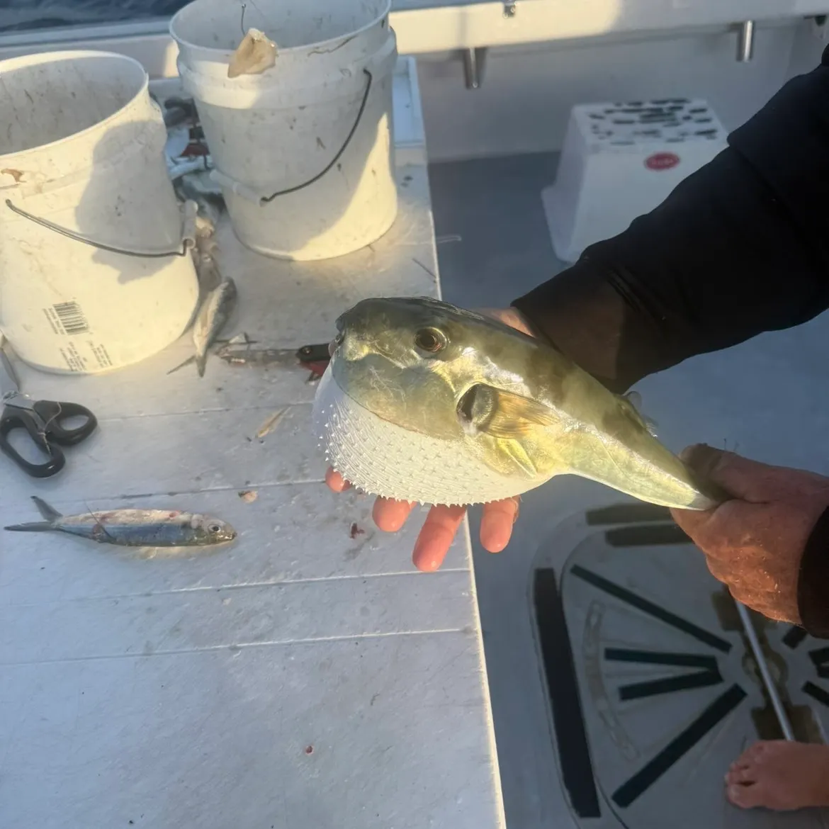 The most recent Smooth puffer catches on Fishbrain