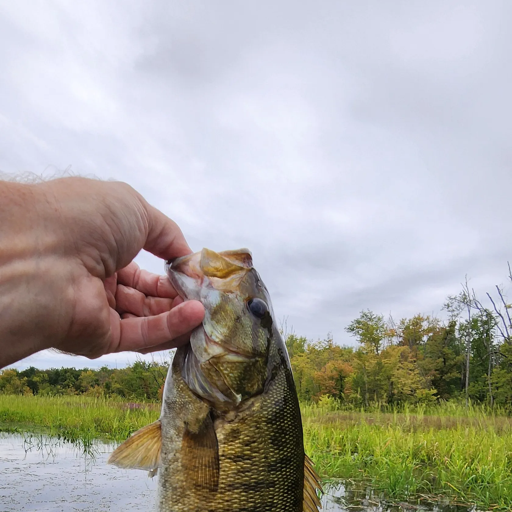 Smallmouth bass caught on Fishbrain
