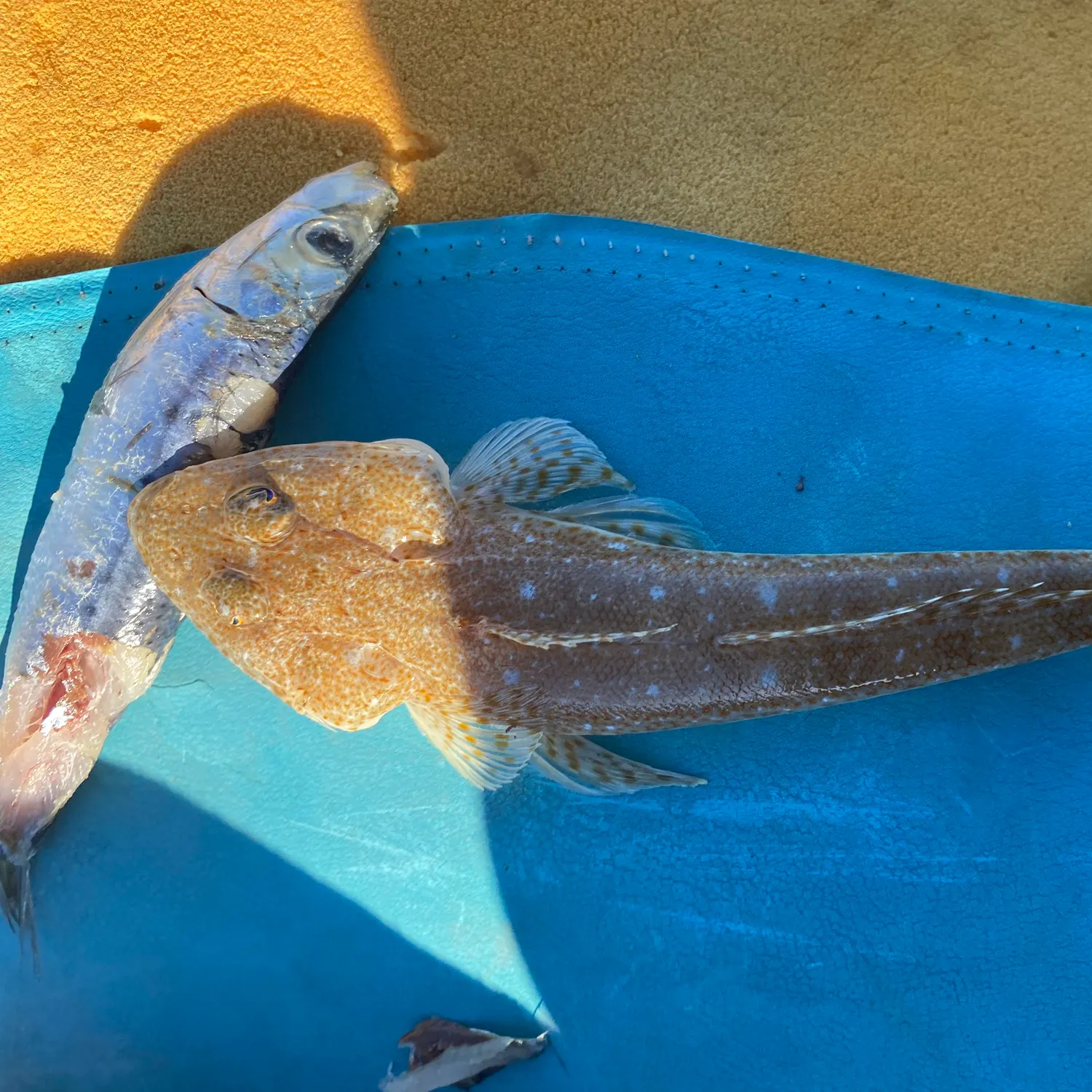 The most recent Zebra fish catches on Fishbrain