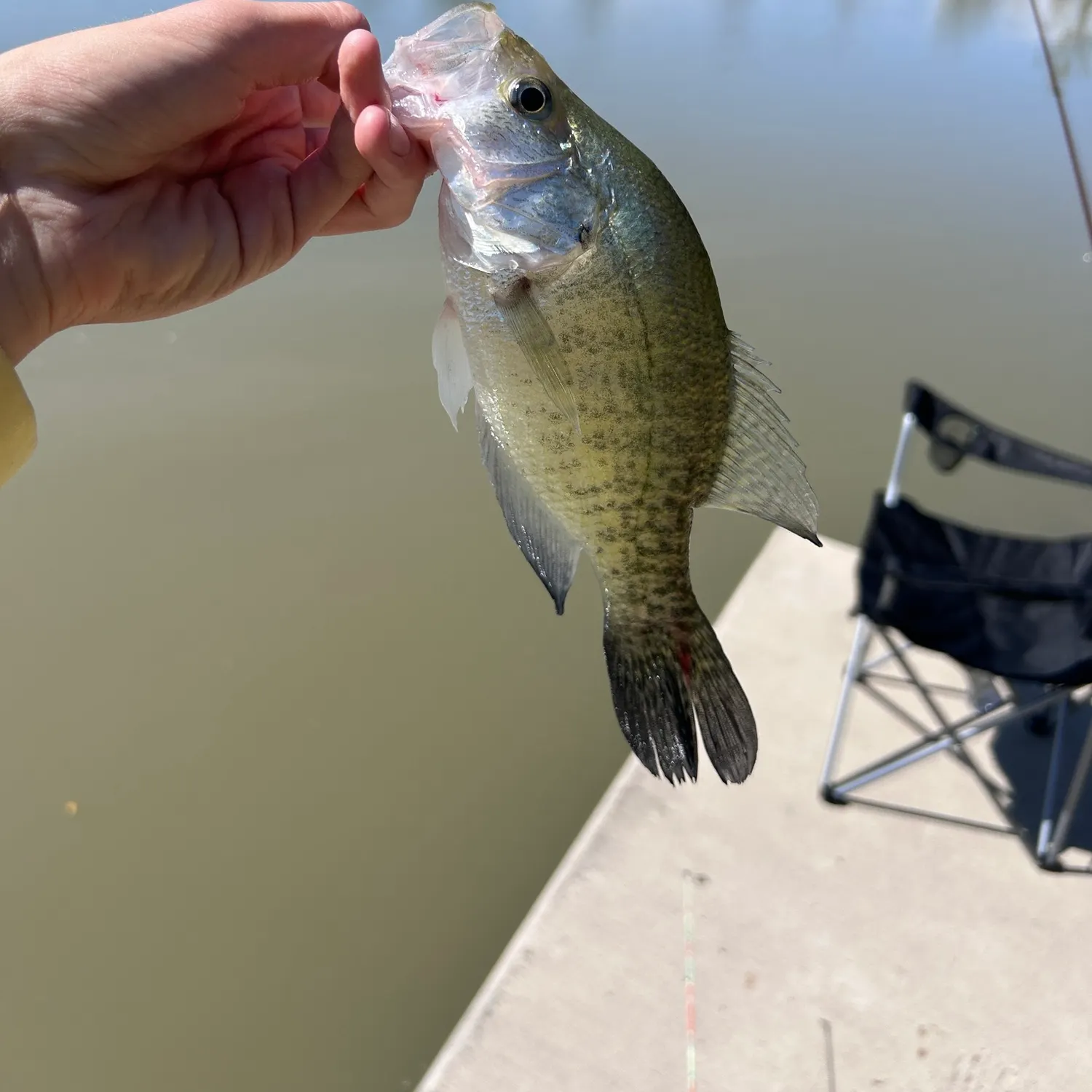 White crappie caught on Fishbrain