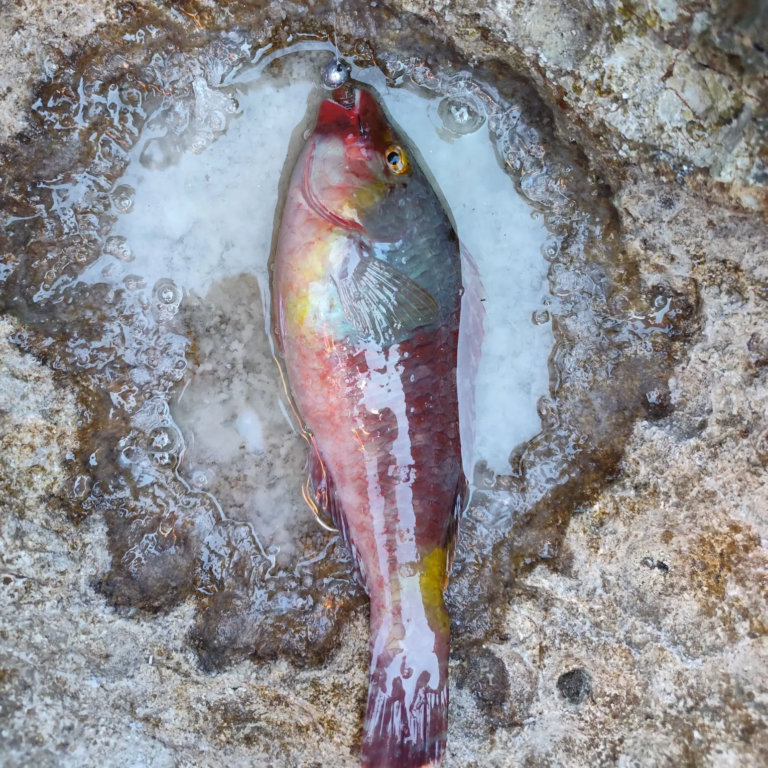 The most recent Mediterranean parrotfish catches on Fishbrain