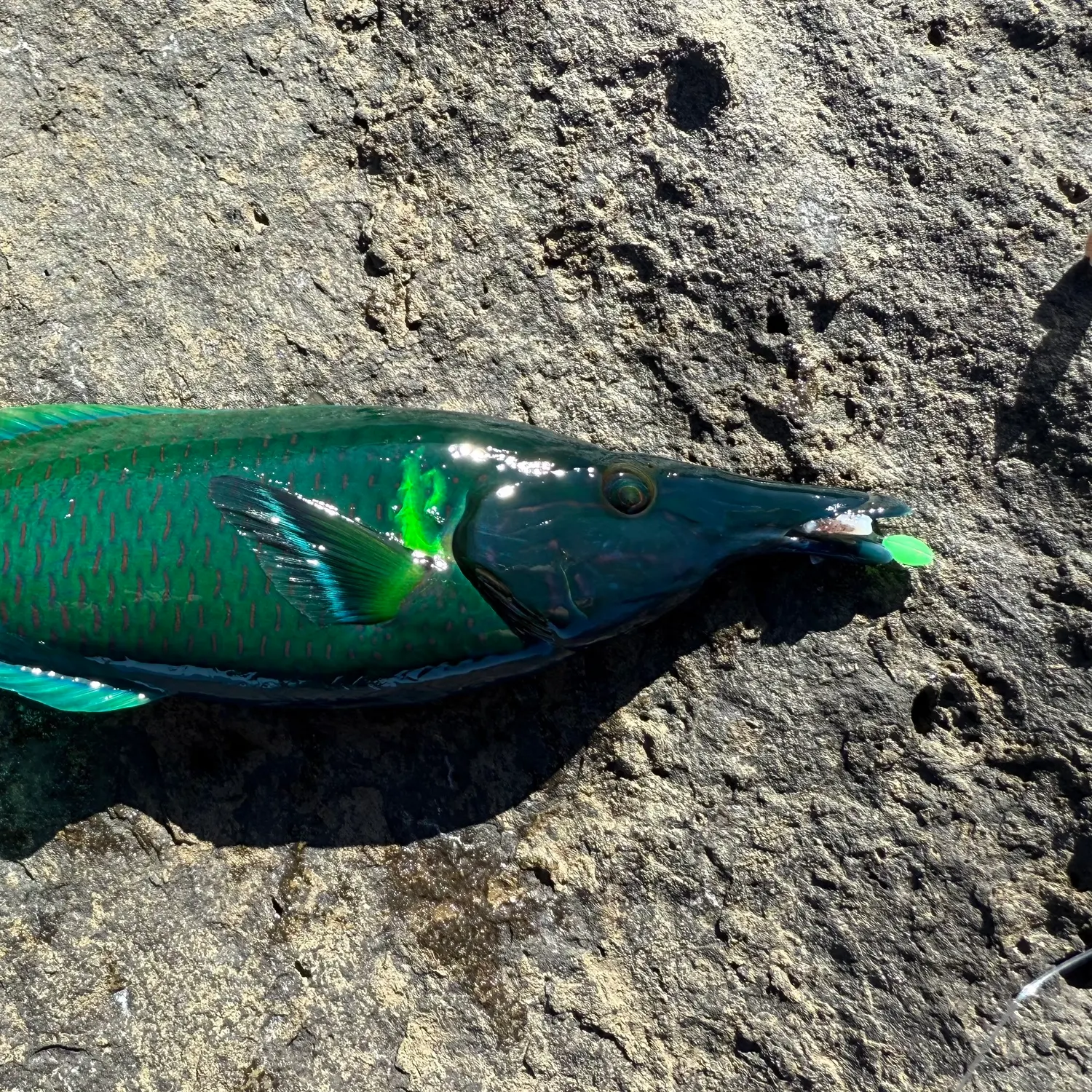 The most recent Bird wrasse catches on Fishbrain