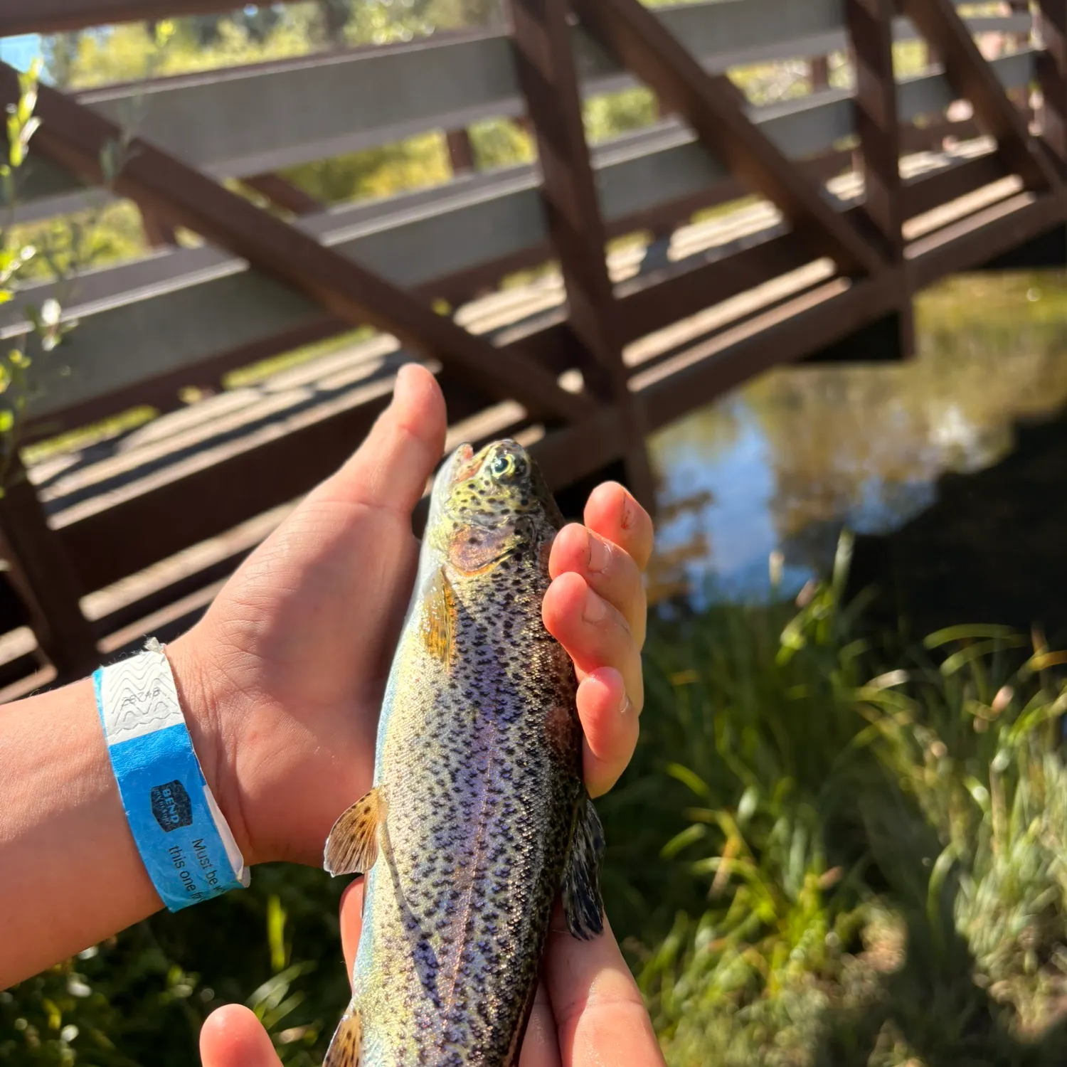 Rainbow trout caught on Fishbrain