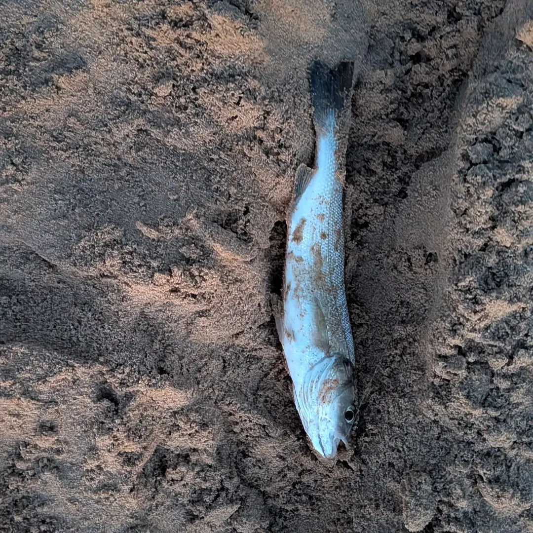 European seabass caught on Fishbrain