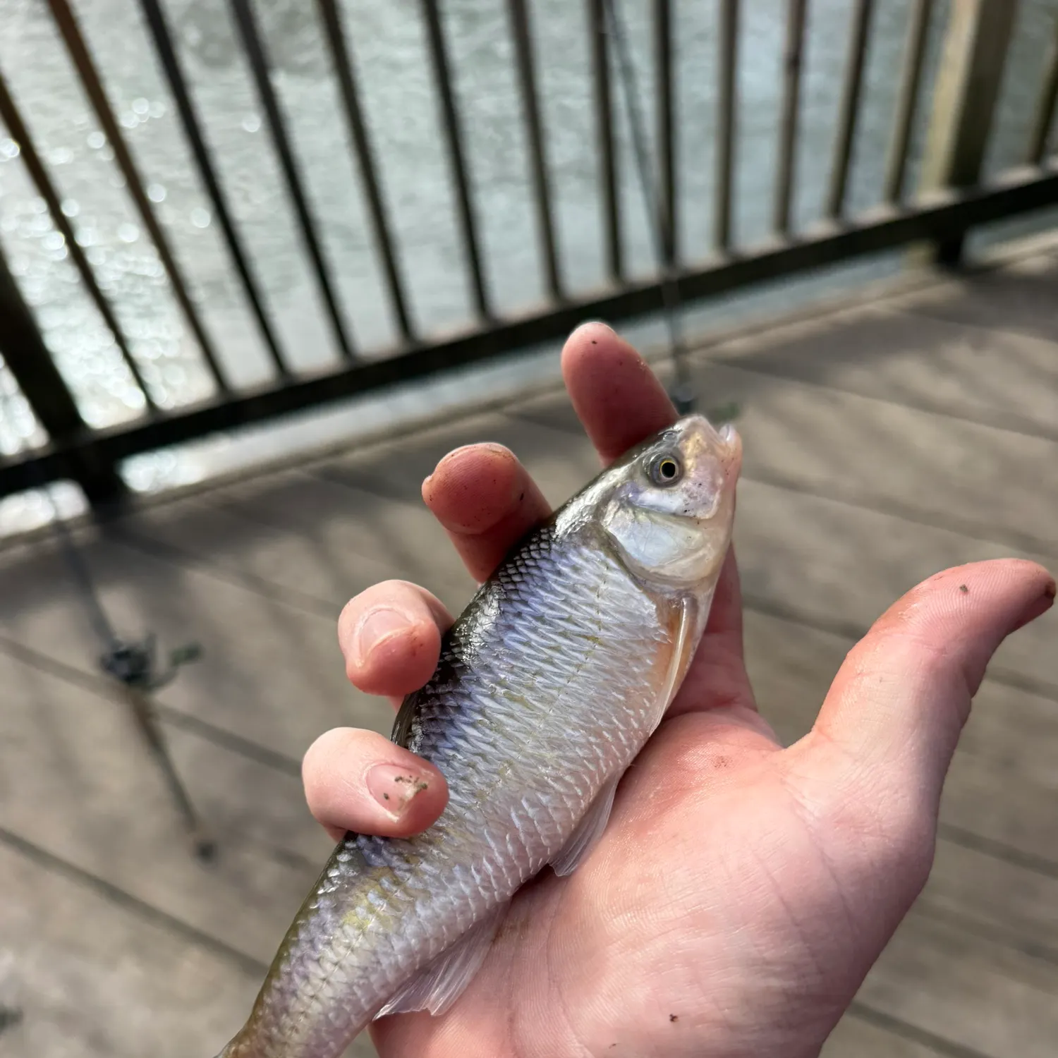 The most recent Common shiner catches on Fishbrain