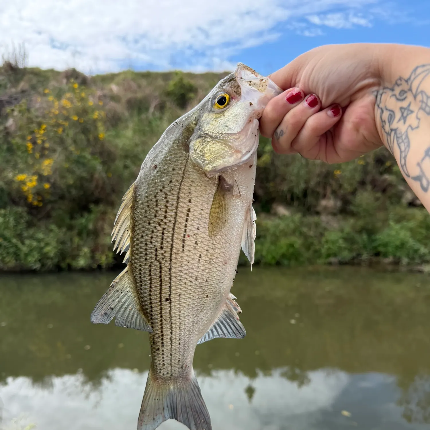 White bass caught on Fishbrain