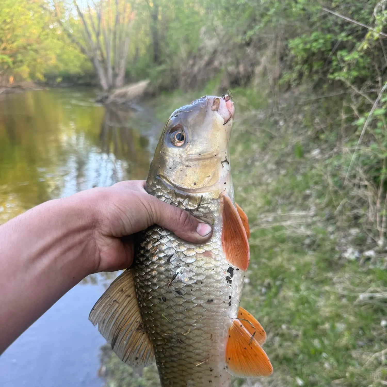 The most recent Golden redhorse catches on Fishbrain