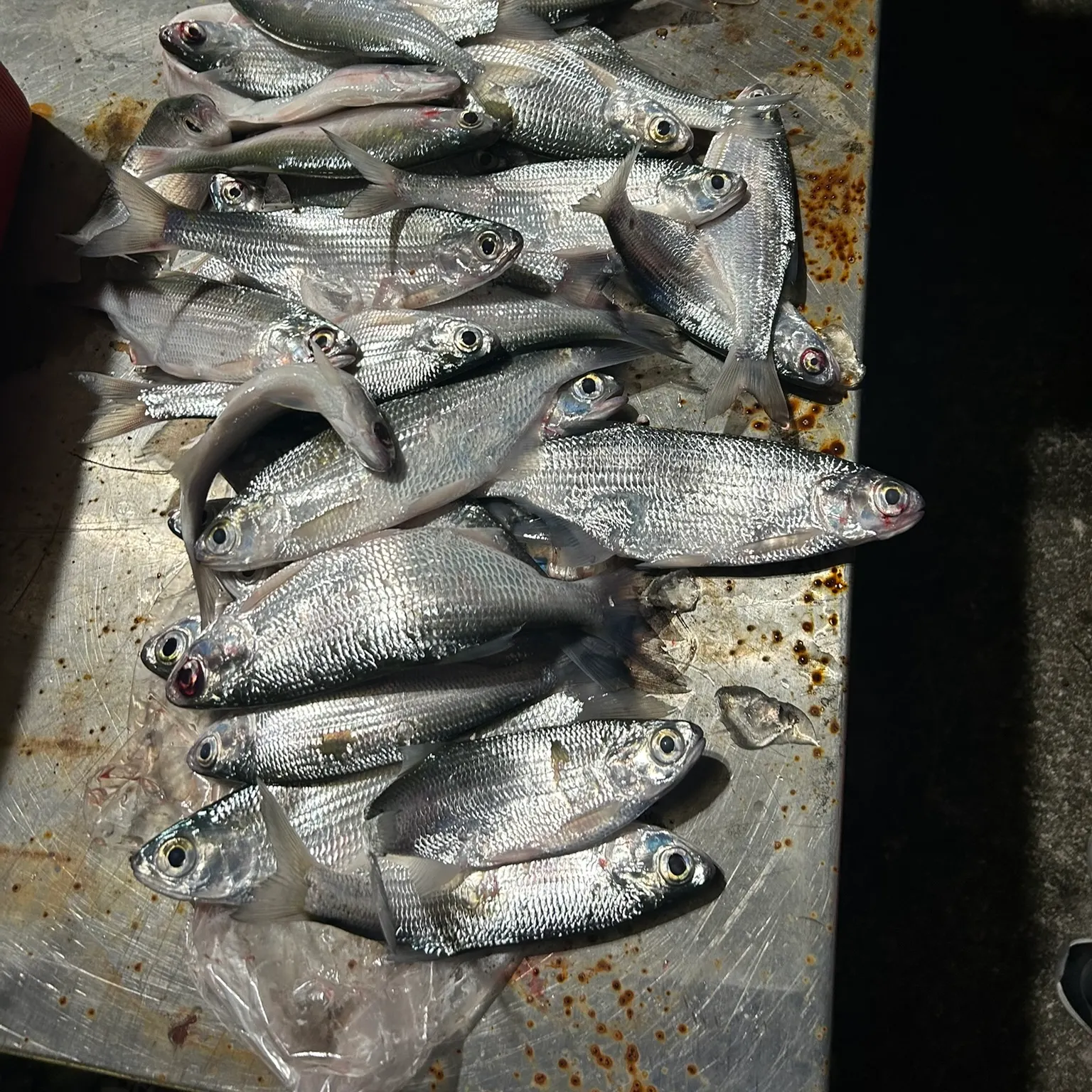 The most recent Mooneye catches on Fishbrain