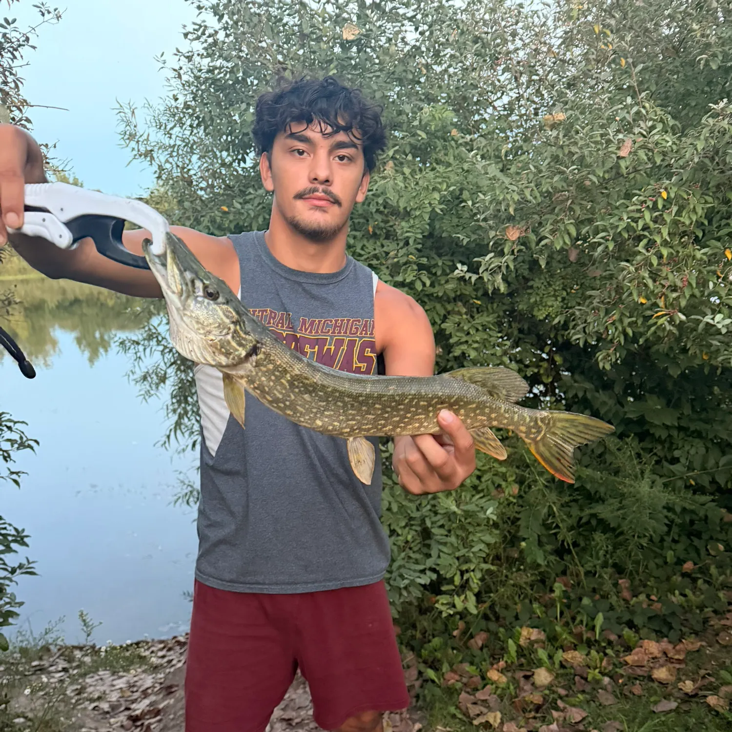 Northern pike caught on Fishbrain