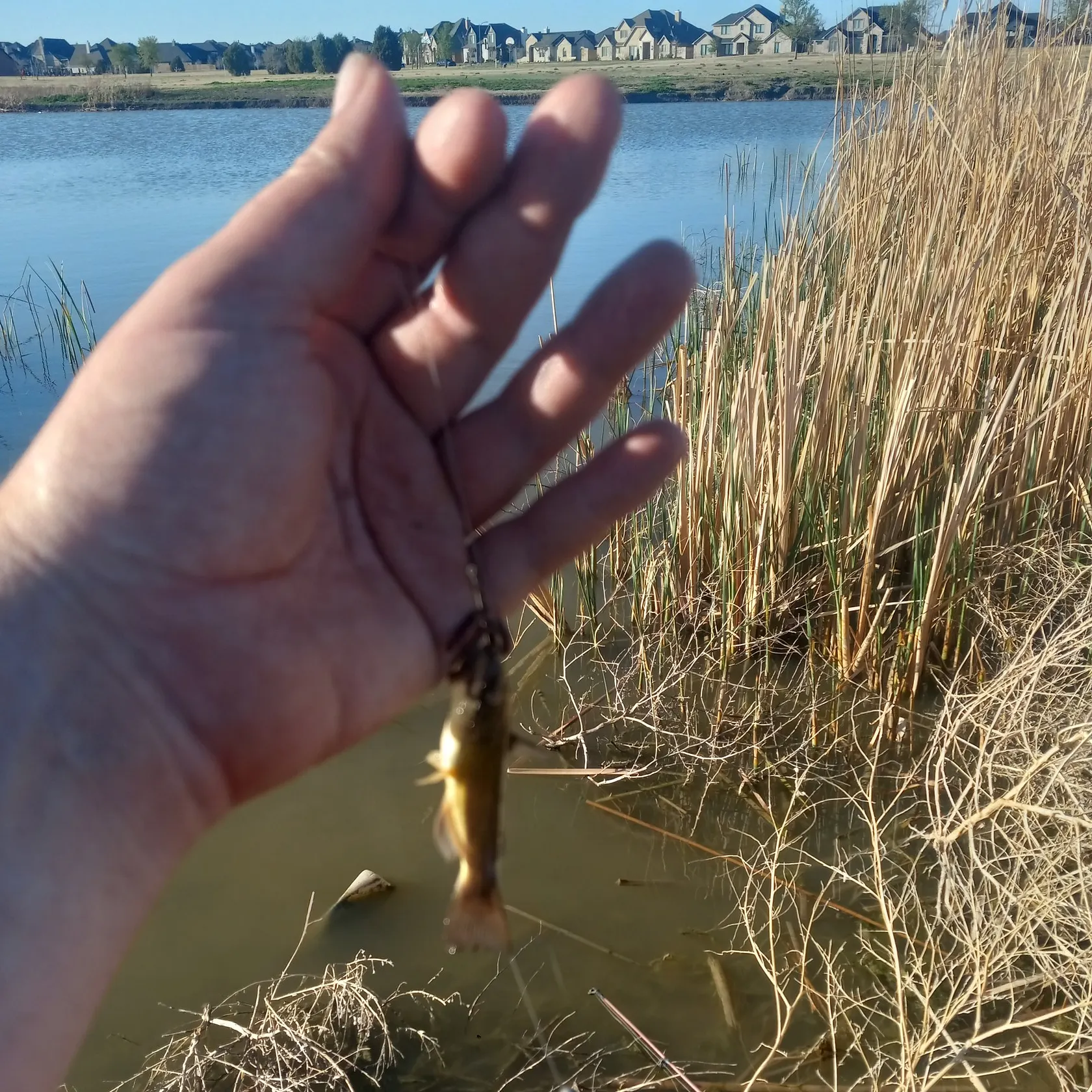 angler catch