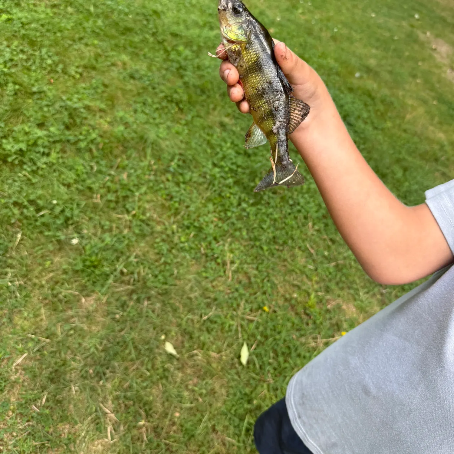 Yellow perch caught on Fishbrain