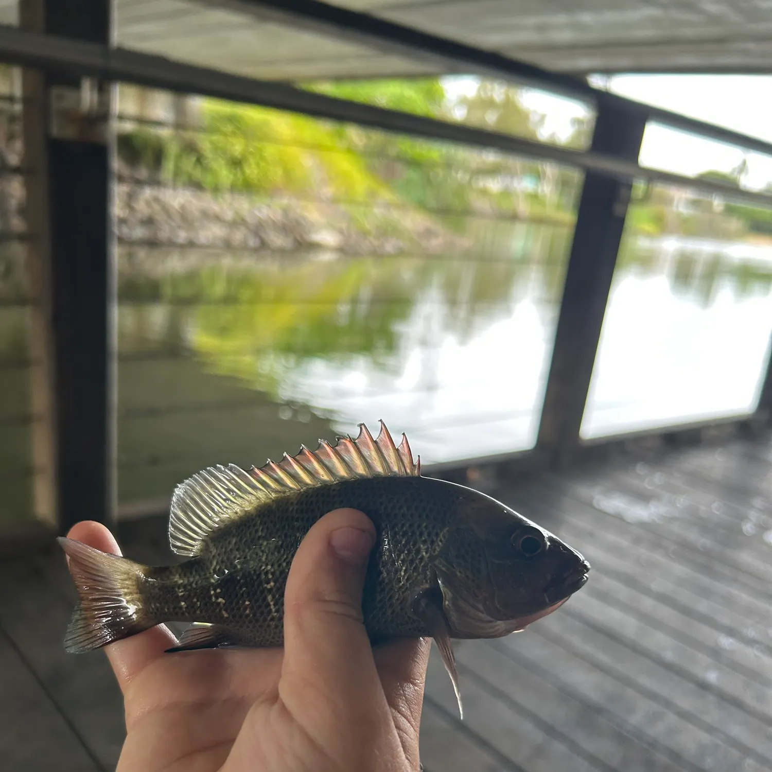 The most recent Mangrove red snapper catches on Fishbrain