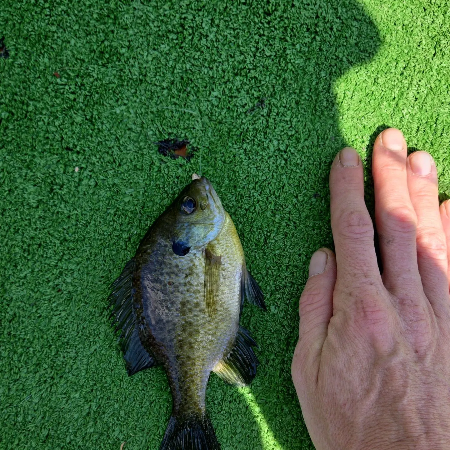 Bluegill caught on Fishbrain