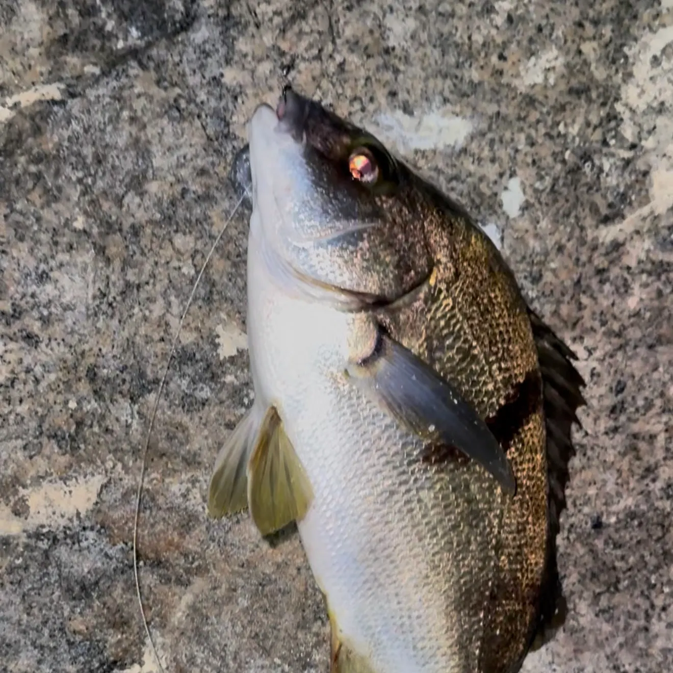 Fish caught on Fishbrain