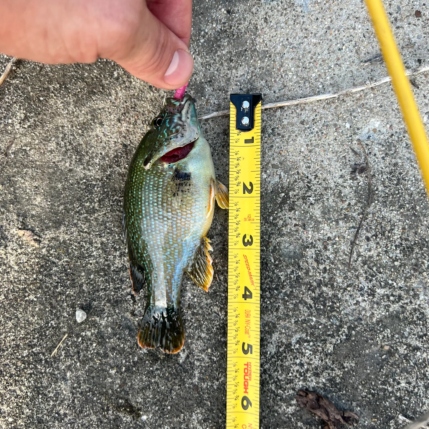 recently logged catches