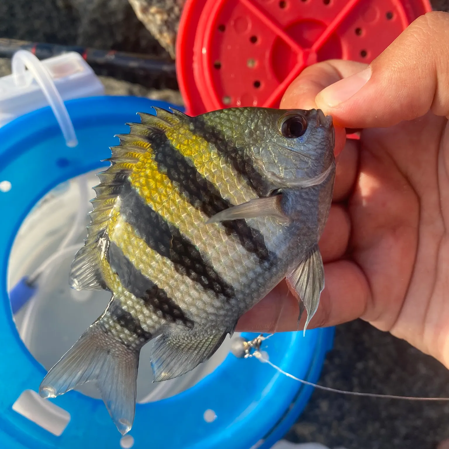 catch