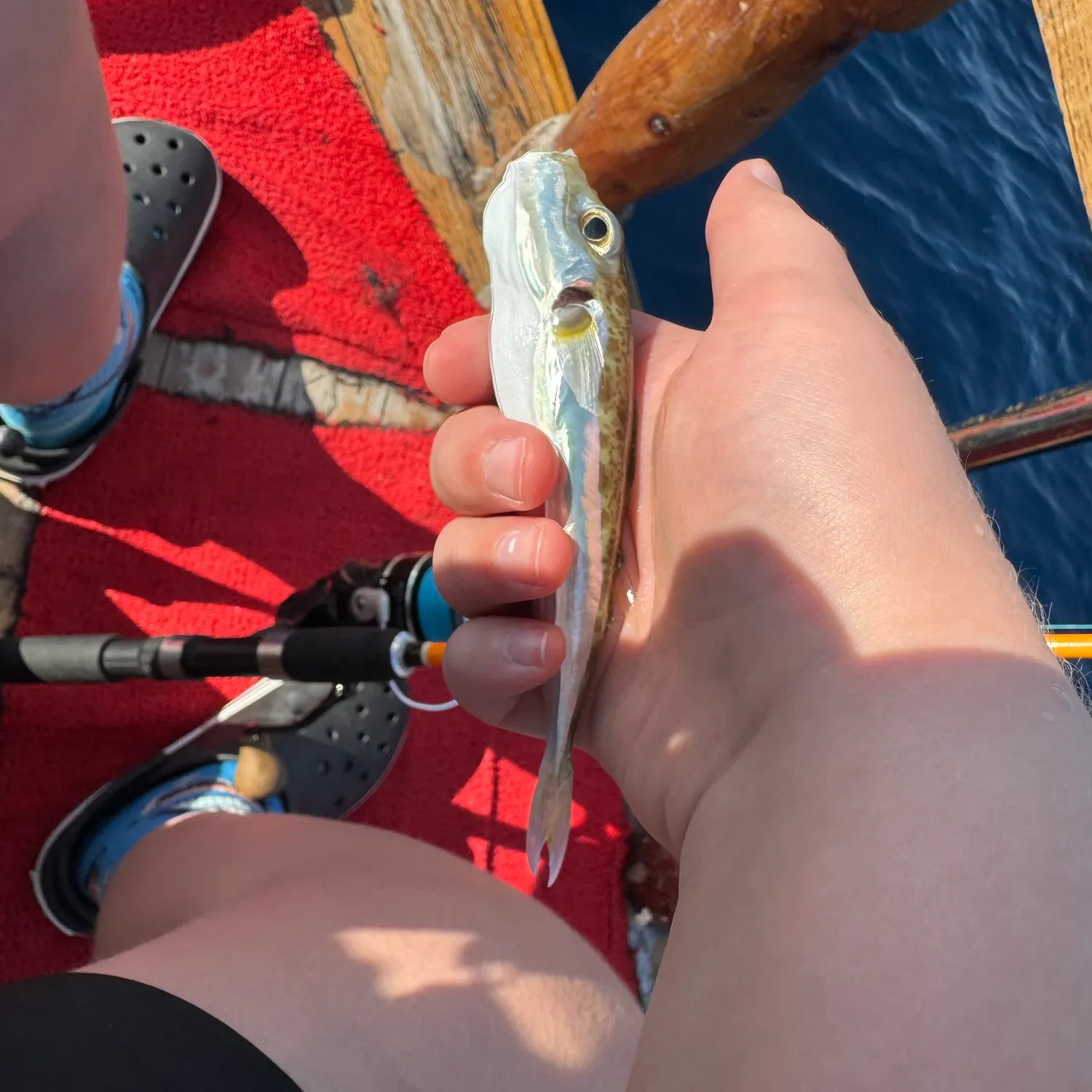The most recent Picarel catches on Fishbrain
